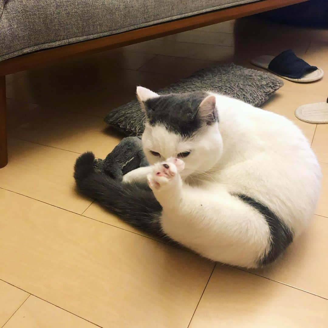 PECOねこ部さんのインスタグラム写真 - (PECOねこ部Instagram)「勝手に選抜！〇〇猫🐾 「黒パンツ柄の猫💕 セクシーカツヲくん👙」 . . 今回素敵な投稿してくださったのは… @dora_me0416 さん 他にも素敵なお写真がたくさんあるのでぜひ遊びに行ってみてくださいね♪ . . . 突然始まった“勝手に選抜コーナー”✨ 皆様の協力もあり、アカウントがとっても華やかになりました🥰 . 今週でこの企画は終了しますが、また急に始まることがあるかもしれません💕 . その時はまた一緒に盛り上げていただけると嬉しいです🐶🐱✨ . . 来週からは普段の投稿の他に、 PECOのYoutubeで紹介ている動画も交えて投稿していきます♪ . もちろん今まで通りハッシュタグをつけてくださった方の紹介もありますし、そこから動画制作へお声がけさせて頂くこともございます♪ . 残り数日も #〇〇猫 の募集をしておりますのでぜひご参加ください！ 〇〇みたいな可愛いうちの子を是非教えて下さい💕 . . . #ペコねこ部 をつけて投稿すると… PECOのSNSで楽しくご紹介させていただきます😋 . . #ねこ #猫 #ネコ #ねこ部 #にゃんこ #かわいい #cat #cats #catsofinstagram #cats_of_instagram #catstagram #kawaii #meow #catlover #セクシーパンツ #猫の模様 #とにかく明るい安村 #履いてません #ドラねねカツヲ #ブリティッシュショートヘア #britishshorthair」5月24日 21時00分 - pecocats