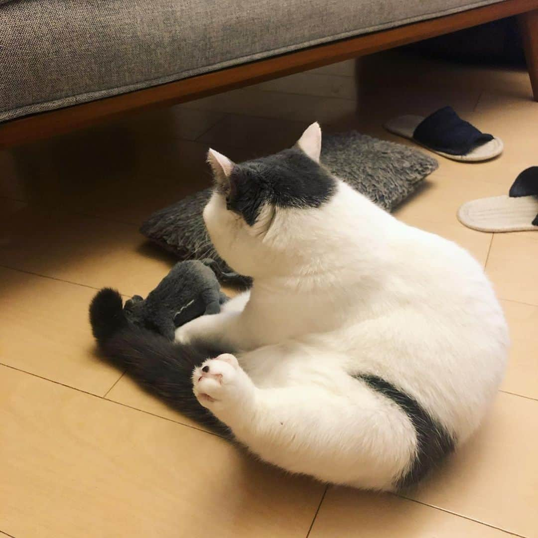 PECOねこ部さんのインスタグラム写真 - (PECOねこ部Instagram)「勝手に選抜！〇〇猫🐾 「黒パンツ柄の猫💕 セクシーカツヲくん👙」 . . 今回素敵な投稿してくださったのは… @dora_me0416 さん 他にも素敵なお写真がたくさんあるのでぜひ遊びに行ってみてくださいね♪ . . . 突然始まった“勝手に選抜コーナー”✨ 皆様の協力もあり、アカウントがとっても華やかになりました🥰 . 今週でこの企画は終了しますが、また急に始まることがあるかもしれません💕 . その時はまた一緒に盛り上げていただけると嬉しいです🐶🐱✨ . . 来週からは普段の投稿の他に、 PECOのYoutubeで紹介ている動画も交えて投稿していきます♪ . もちろん今まで通りハッシュタグをつけてくださった方の紹介もありますし、そこから動画制作へお声がけさせて頂くこともございます♪ . 残り数日も #〇〇猫 の募集をしておりますのでぜひご参加ください！ 〇〇みたいな可愛いうちの子を是非教えて下さい💕 . . . #ペコねこ部 をつけて投稿すると… PECOのSNSで楽しくご紹介させていただきます😋 . . #ねこ #猫 #ネコ #ねこ部 #にゃんこ #かわいい #cat #cats #catsofinstagram #cats_of_instagram #catstagram #kawaii #meow #catlover #セクシーパンツ #猫の模様 #とにかく明るい安村 #履いてません #ドラねねカツヲ #ブリティッシュショートヘア #britishshorthair」5月24日 21時00分 - pecocats