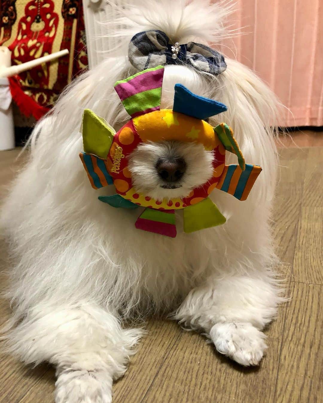 PECO いぬ部のインスタグラム
