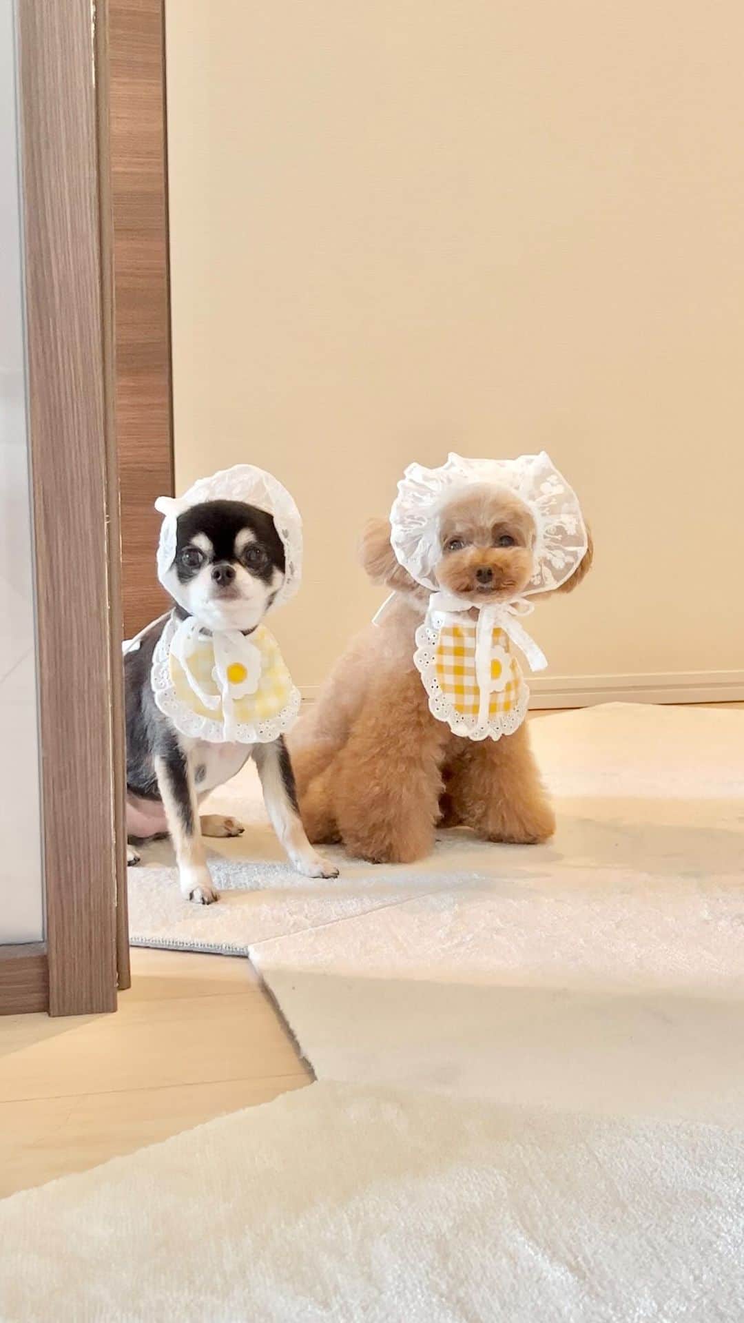 ショコラ❤︎あずき❤︎パンナのインスタグラム：「あっ、赤ちゃん👶が泣いてる？💦  赤ちゃんというより、クセ強めのベテランのキャディー😂  The baby’s mood has improved!  音源作ったので使ってね🎵  #トイプードル #チワワ #犬のいる暮らし #toypoodle #poodle #dog #instadog #cutedog #あずしょこぱん #パンナ #dogstagram」