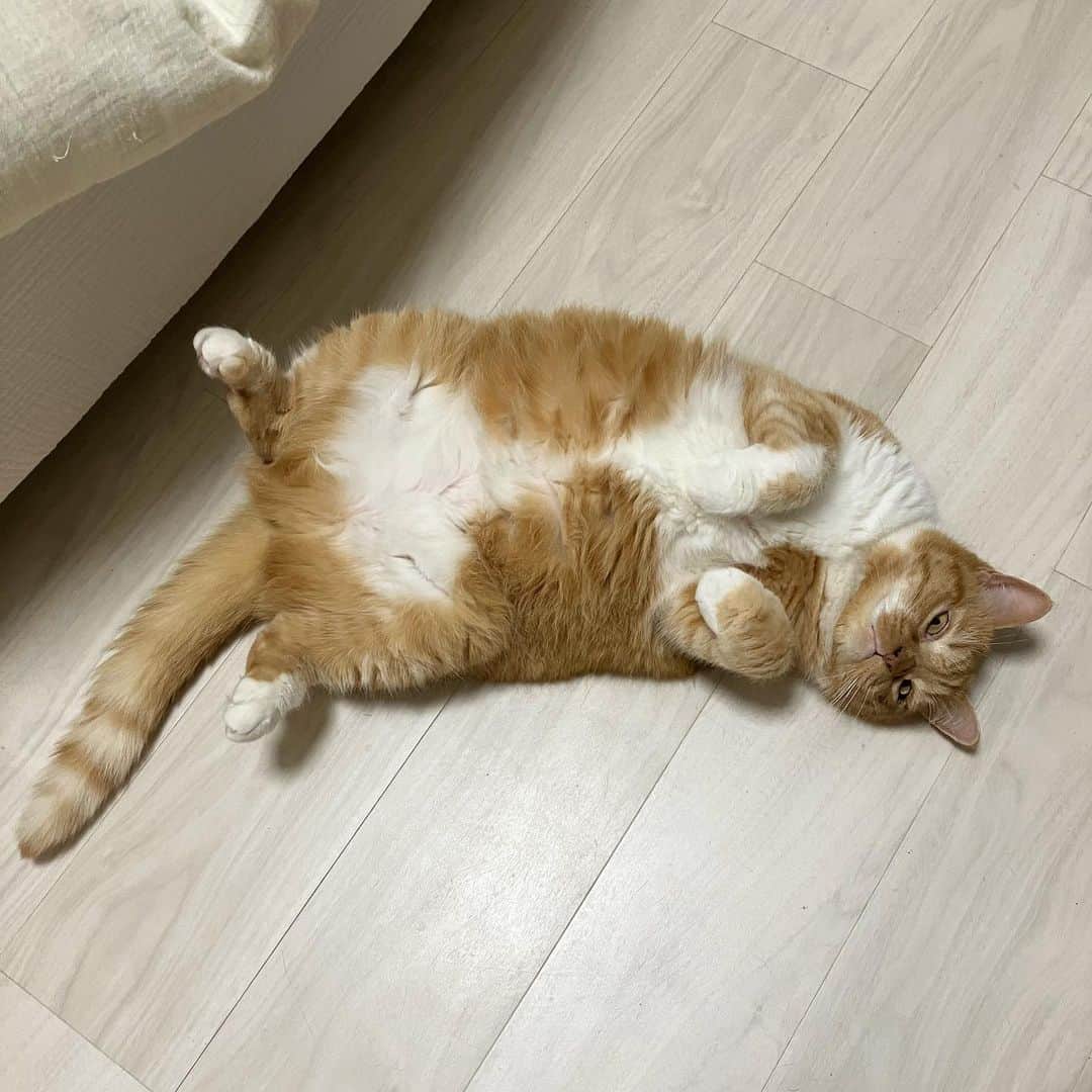 のインスタグラム：「かまちょ女子🎀 ・ ・ ・ #こまめ #🐈」