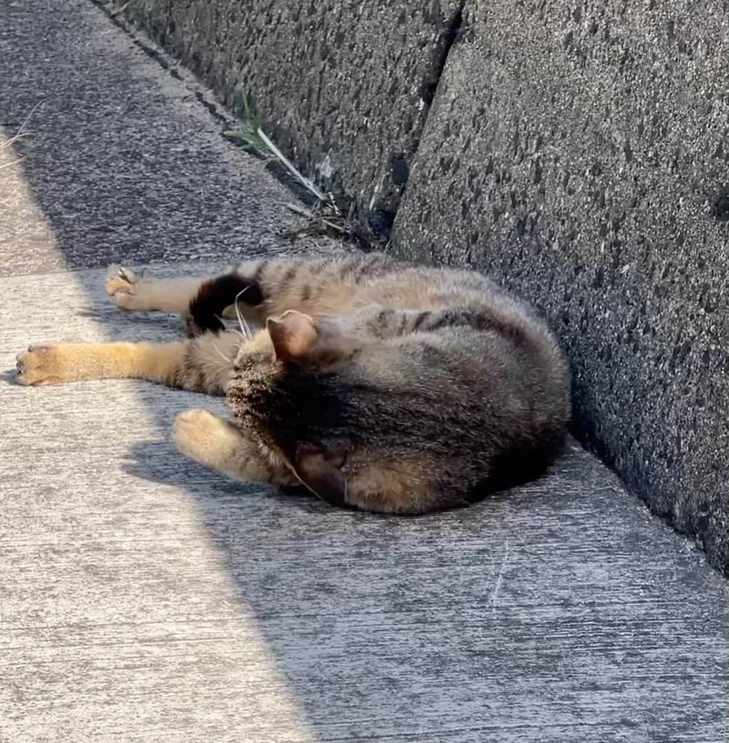 五十嵐健太のインスタグラム：「お昼寝最高 #猫  #日光浴 #cat #キジトラ」