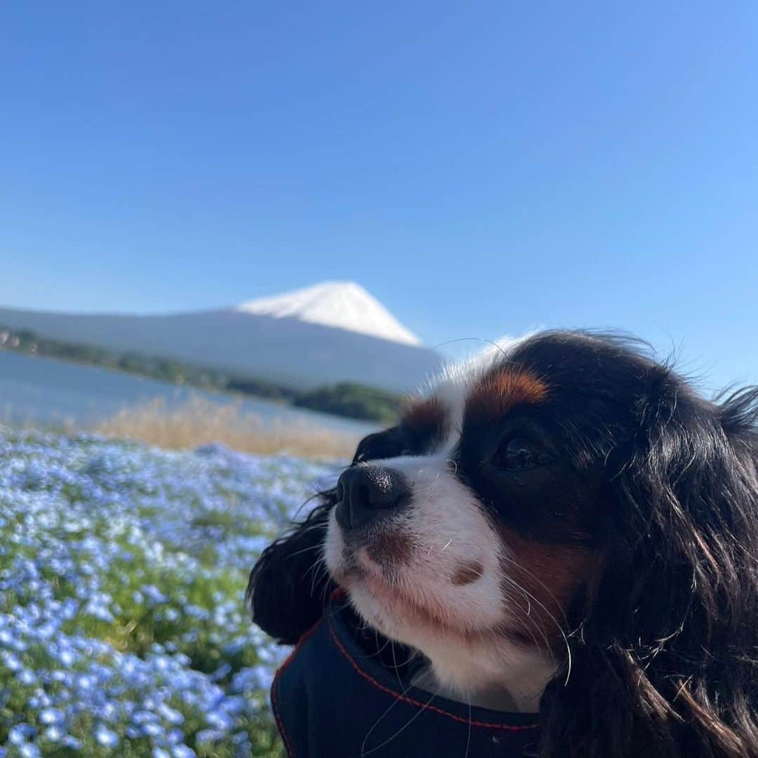 長谷川朋美さんのインスタグラム写真 - (長谷川朋美Instagram)「4ワン連れてロードトリップ♪ 前から一度してみたかったこと✨ 叶いましたー🥹  まずこちらは河口湖❣️  天気が良くてとにかく富士山が くっきり、ぱっつんっ！🗻  この日は私たちの吉方位旅行でもあり 2人でダブル吉方位😆  運気爆上がりそうな写真をゲット👍  4ワンとの家族写真撮れて嬉しい☺️❤️  ロードトリップはまだまだ続きまーす🚙  #山梨県 #yamanashi #河口湖 #kawaguchiko #mtfuji #富士山 #開運 #運気爆上げ #吉方位 #吉方位旅行 #ロードトリップ #浅間山神社 #天空の鳥居」5月24日 21時36分 - hasegawa.elena.tomomi