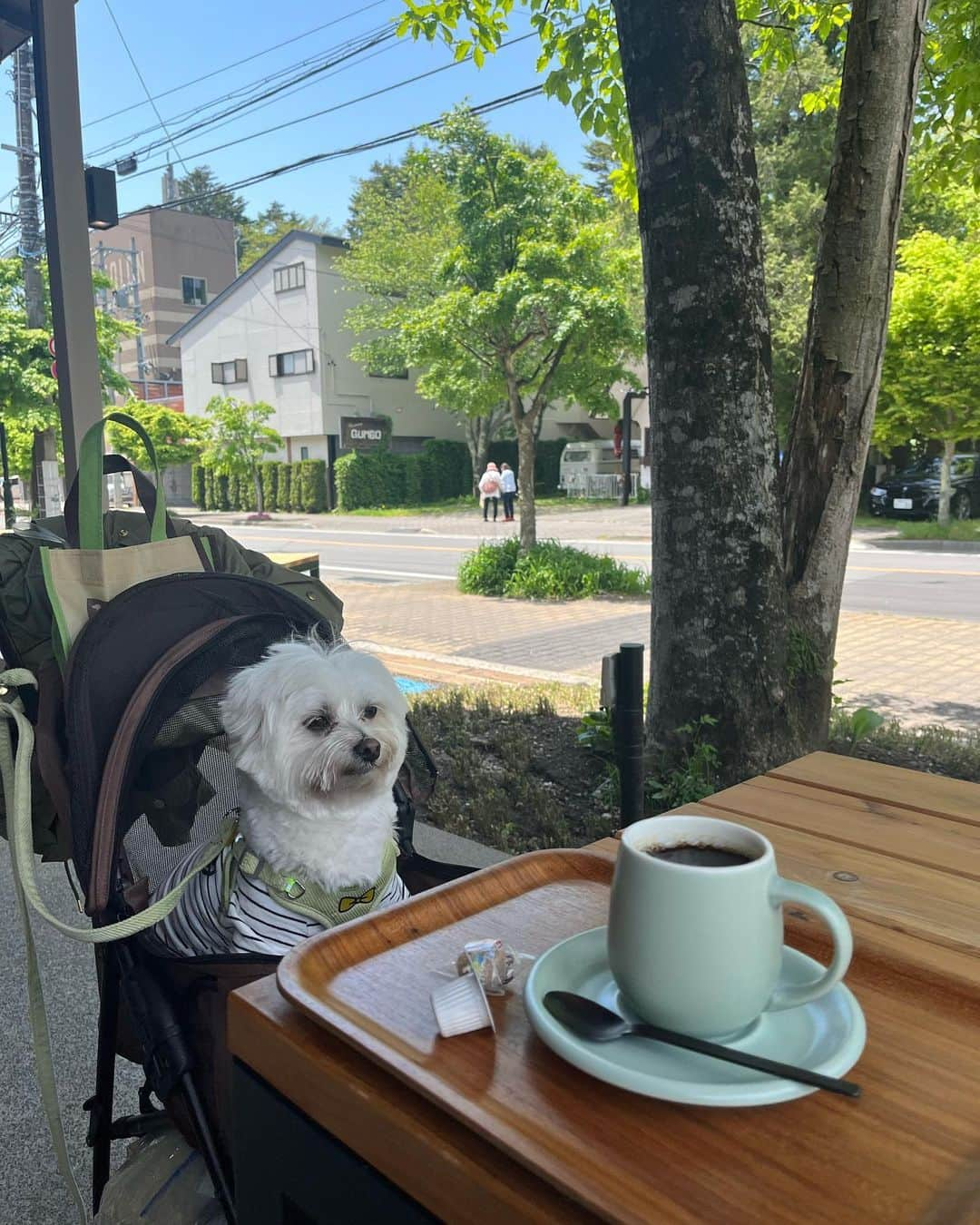 西澤由夏さんのインスタグラム写真 - (西澤由夏Instagram)「愛犬と初のふたり旅🐶🐾  大好きな軽井沢へ行ってきました🌳  他にも、サイクリングをしたり、 アウトレットに行ったり…！  緑に囲まれて心地良かったな〜🌱  Tシャツも部屋着もお揃いです☺︎  #旅行 #軽井沢 #愛犬 #マルチーズ」5月24日 22時00分 - yknszw