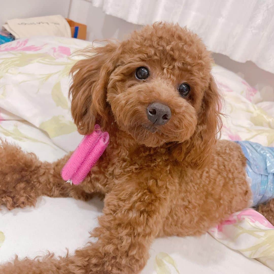 薄井美樹のインスタグラム：「． いたずらっこ🐶🐶」