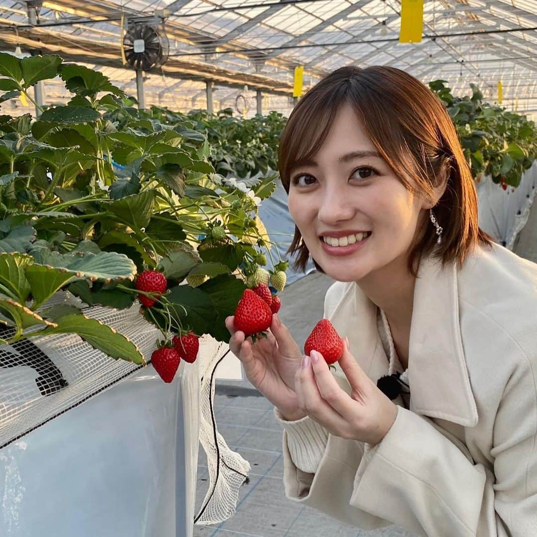 奥山かずささんのインスタグラム写真 - (奥山かずさInstagram)「#ニッポン箸休めさんぽ  秩父！ あまりん🍓かおりん🍓 どっちも本当に美味しかった〜〜 箸休めじゃなくてご馳走主役でしたね！笑 . あまりんかおりんたっぷり🍓結婚のお祝いケーキも🥲✨✨久住さん、スタッフの皆さん、イチゴ農家の皆さん、本当にありがとうございました！！！🤍」5月24日 22時02分 - kazusa_okuyama_official