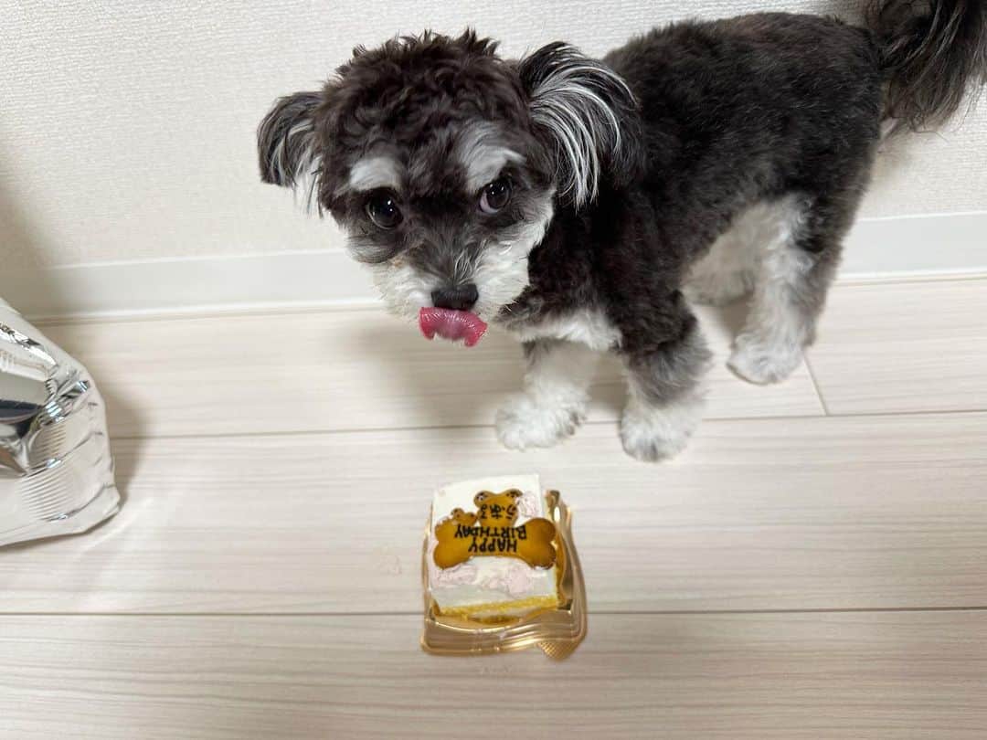 義文さんのインスタグラム写真 - (義文Instagram)「本日、ふある1歳の誕生日🐾  産まれてきてくれてありがとう。そして出逢ってくれてありがとう。  これからも共に支え合っていこうな🍀 皆さんいつも可愛がっていただきありがとうございます。  今後ともよろしくお願いします。 #犬のいる暮らし  #チワプー女の子  #斬波」5月24日 22時03分 - yoshifumi_zanpa