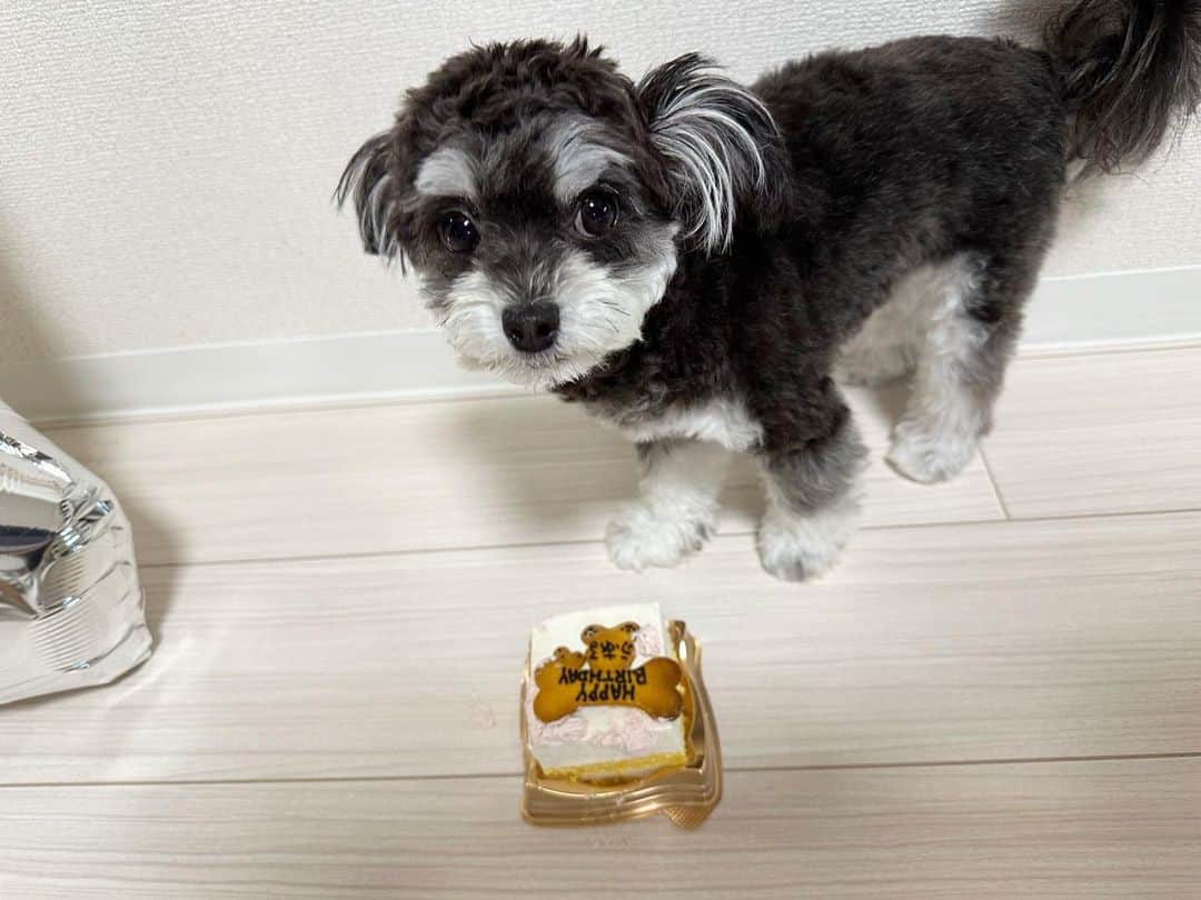 義文さんのインスタグラム写真 - (義文Instagram)「本日、ふある1歳の誕生日🐾  産まれてきてくれてありがとう。そして出逢ってくれてありがとう。  これからも共に支え合っていこうな🍀 皆さんいつも可愛がっていただきありがとうございます。  今後ともよろしくお願いします。 #犬のいる暮らし  #チワプー女の子  #斬波」5月24日 22時03分 - yoshifumi_zanpa