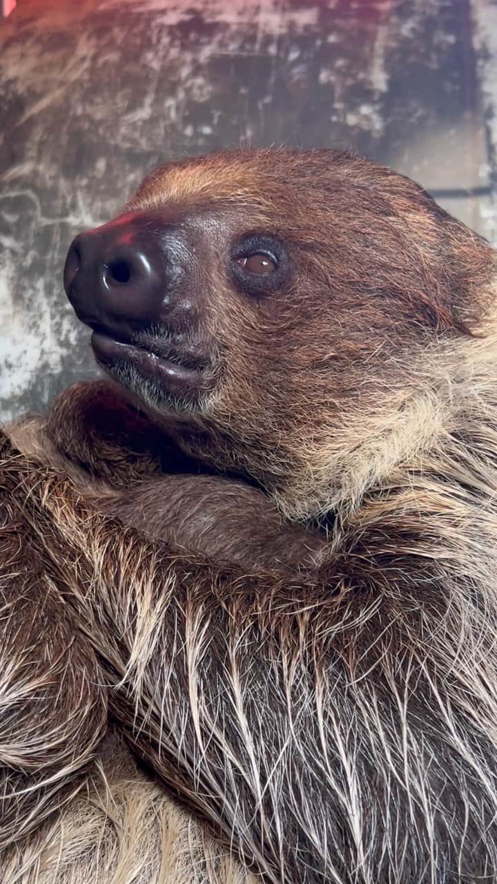 Zoological Wildlife Foundationのインスタグラム：「The only side-eye 👀 we are accepting today is from our gorgeous two -toed Sloth 🦥 mom Sydney.   Fun Fact: As the name implies, they have only two toes on their forefeet, although like other sloths, they have three toes on the hindfeet, having a body length of between 58 and 70 centimetres, and weighing 4-8 kilograms.   Book your Sloth encounter today by calling 📞 (305) 969-3696 or visit ZWFMiami.Com.」
