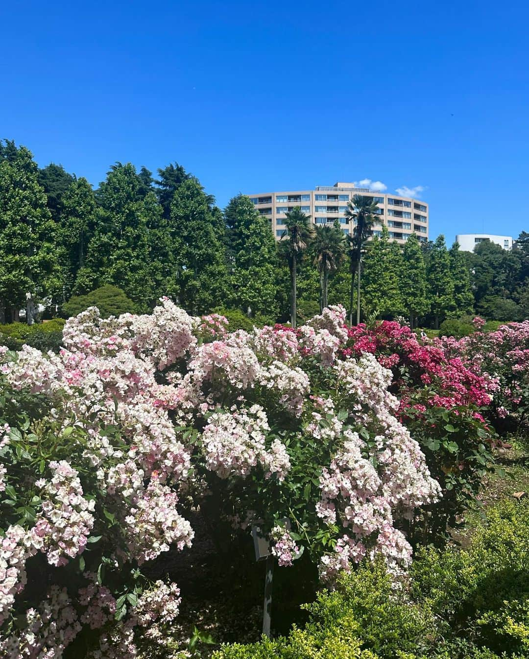 計良日向子（ひなひ）さんのインスタグラム写真 - (計良日向子（ひなひ）Instagram)「. 新宿御苑のバラ園🌹💞🤍 . . . 見頃は少し過ぎてたけど ギリギリバラ咲いてて綺麗だった🎀 今日行ってきたから、見に行く予定 ある方は早めの方がいいかもです🙆‍♀️ . . . 久しぶりに晴れていいお天気だった☀️ ただ風が強くて写真撮るの一苦労🤣 今日もたくさん歩き回った！！ . . . 👗ボレロ　@grl_official . 👗ワンピース　@sweemy_closet . 👜バッグ　@miumiu . 👡サンダル　@shein_japan . . . . #新宿御苑 #バラ園 #薔薇園 #お花畑 #お花畑コーデ #grl #グレイル #sweemycloset #miumiu #ミュウミュウ #shein購入品 #sheinコーデ」5月24日 22時26分 - kerahinako1105