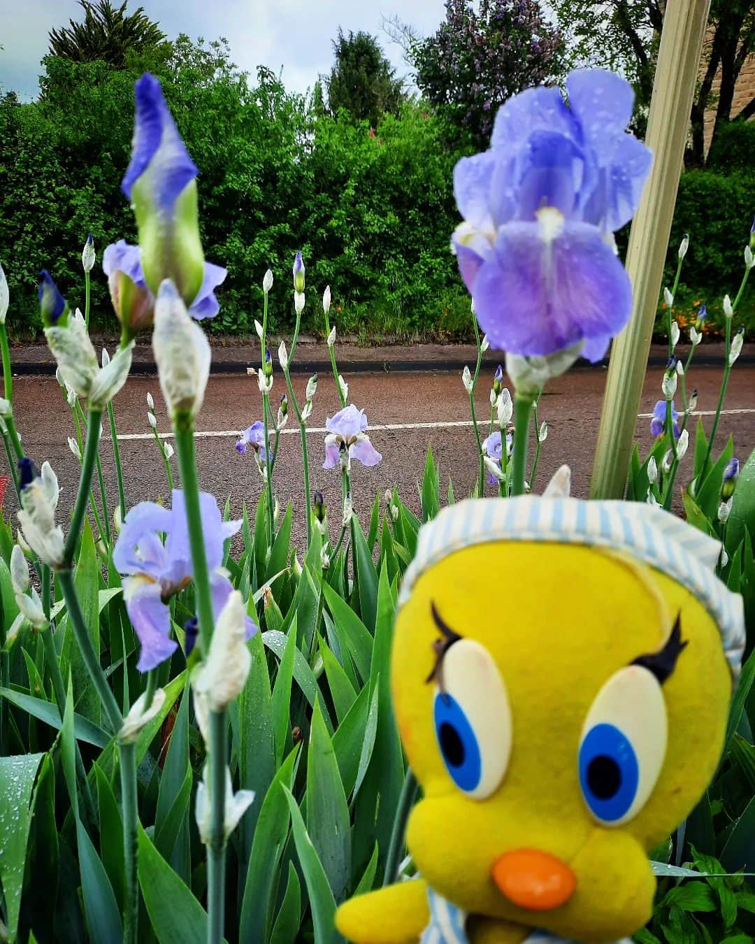 Little Yellow Birdのインスタグラム：「Look at these beauties!! Are those irises? #littleyellowbird #tweety #tweetykweelapis #adventures #yellow #bird #wednesday #humpday #flowers #spring #springflowers #bloemen #iris #lis #mei #may #stuffedanimalsofinstagram #plushiesofinstagram」