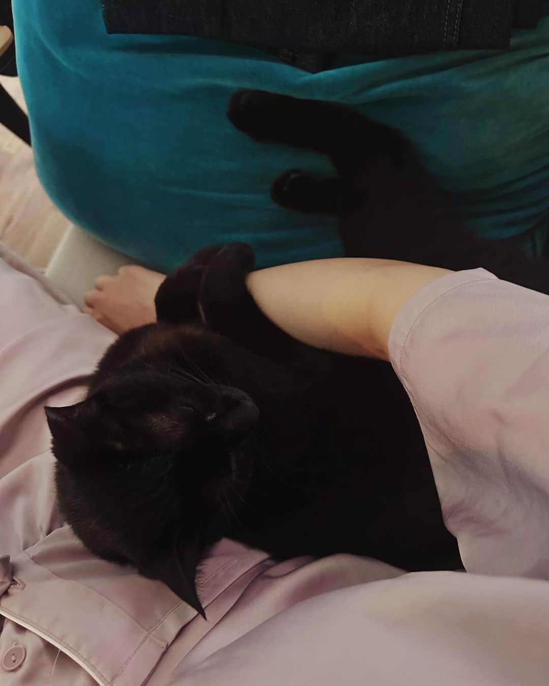相羽瑠奈のインスタグラム：「我が家の赤ちゃん🐈‍⬛もうすぐ1歳 まだ0ちゃいなの可愛すぎ 毎日愛おしい日々をありがとう。🖤」