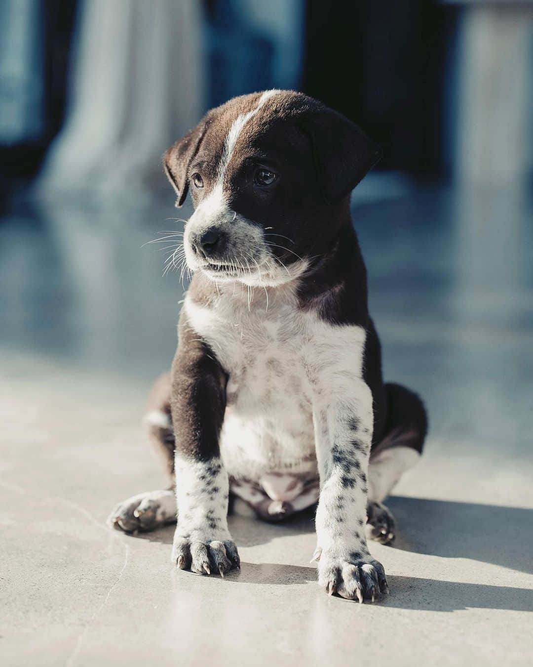 アギーさんのインスタグラム写真 - (アギーInstagram)「PLEASE SHARE: these cute puppies are looking for a forever home. Help us find it for them!   Last Tuesday we were driving home around midnight when we noticed 7 puppies thrown into a street drain leading straight into strong flowing river. We were told that they just have been dropped there by someone.  One friendly stranger took three of them, (apparently they are doing fine, one of them got adopted already!)  We have been nursing these four back to life this past week and they have been thriving! They just finished a course of three different antibiotics and tomorrow they get their Vee’s!  First up:  🐶 Seseh (only girl!) — she is super cuddly, love sitting on your lap and super loving. Very gentle.  🐶 Canggu (boy) — definitely a troublemaker in a most loving way! But also super sweet, loves being carried and falls asleep in your arms.  🐶 Ubud (boy) — definitely the smartest one of them all. He follows you everywhere, was the first one to figure out that the food is in the fridge, and how to whine his way to get some more treats.  🐶 Uluwatu (boy) - Mama’s favorite 🤭 a little chubby, and a little slower than all of them, but probably the most cuddly and sweet. Loves lying down with his belly up.  Please DM us with serious inquiries only. Must live in Bali full time.」5月24日 23時08分 - aggie