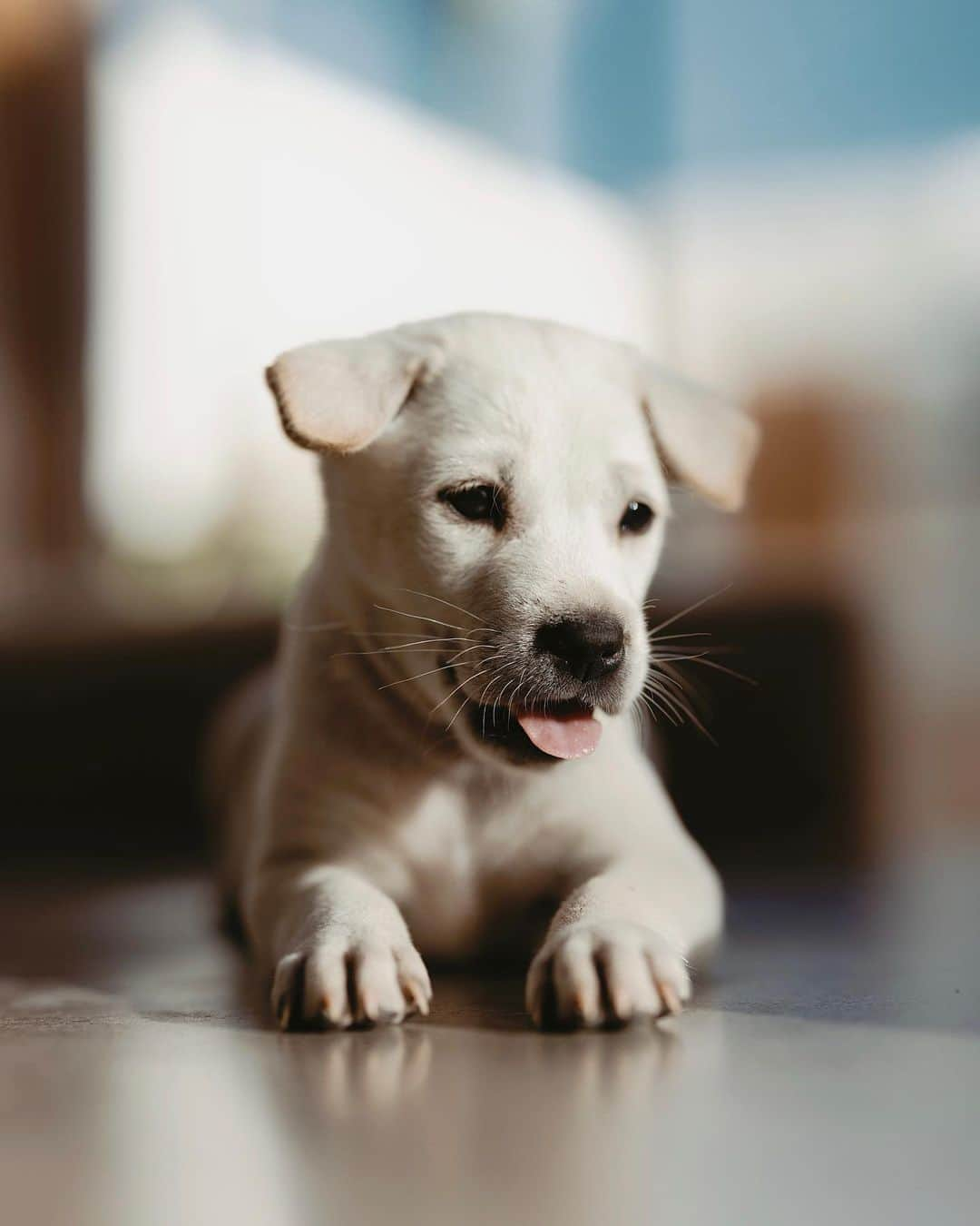 アギーさんのインスタグラム写真 - (アギーInstagram)「PLEASE SHARE: these cute puppies are looking for a forever home. Help us find it for them!   Last Tuesday we were driving home around midnight when we noticed 7 puppies thrown into a street drain leading straight into strong flowing river. We were told that they just have been dropped there by someone.  One friendly stranger took three of them, (apparently they are doing fine, one of them got adopted already!)  We have been nursing these four back to life this past week and they have been thriving! They just finished a course of three different antibiotics and tomorrow they get their Vee’s!  First up:  🐶 Seseh (only girl!) — she is super cuddly, love sitting on your lap and super loving. Very gentle.  🐶 Canggu (boy) — definitely a troublemaker in a most loving way! But also super sweet, loves being carried and falls asleep in your arms.  🐶 Ubud (boy) — definitely the smartest one of them all. He follows you everywhere, was the first one to figure out that the food is in the fridge, and how to whine his way to get some more treats.  🐶 Uluwatu (boy) - Mama’s favorite 🤭 a little chubby, and a little slower than all of them, but probably the most cuddly and sweet. Loves lying down with his belly up.  Please DM us with serious inquiries only. Must live in Bali full time.」5月24日 23時08分 - aggie