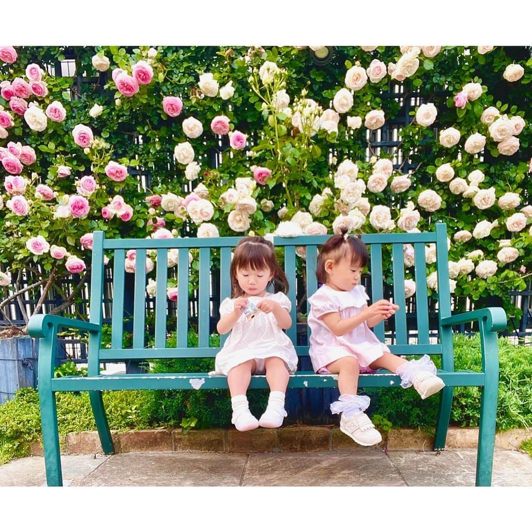 東なつ紀のインスタグラム：「薔薇が綺麗やったね🌹  最近お花がどこ行っても綺麗に咲いてて写真いっぱい撮ってしまう🤍  ういろは2人ともcelineワンピースで リンクコーデした日◡̈  #celine #女の子 #ままのおさがりシリーズ  #薔薇 #バラ園 #薔薇園  #新宿 #新宿子連れ」