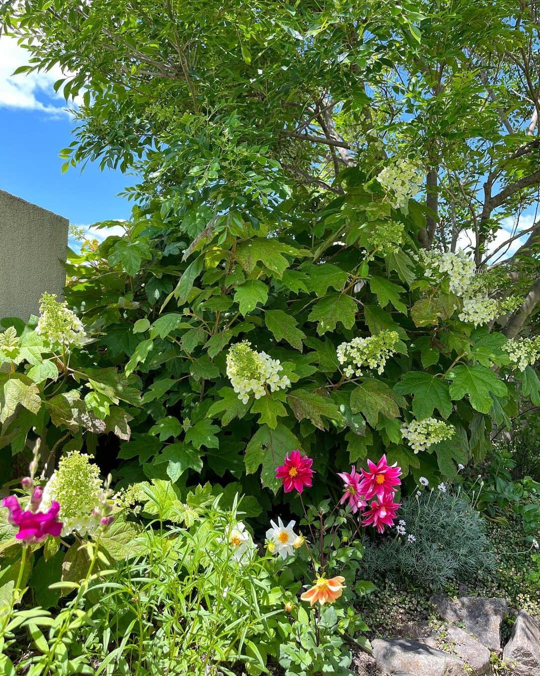 aco.さんのインスタグラム写真 - (aco.Instagram)「2023.5.24  最近、まとまって雨が降ることが多いので 庭の草木が すごく生き生きしている感じがします🌿 （その分、草もボーボーだけど…）  今朝は少し前に植えた濃ピンクの#ダリア が 4輪咲いていました  4つまとまっているものを見ると 家族みたいだなと思ってしまう☺️  pic2.3 後ろの#カシワバアジサイ も ついこの間は蕾だったのに あっという間に花が咲いてきました  ここ数年は剪定のコツを掴んで いい感じに花数がついてます  pic4 去年植えた娘の記念樹のアナベル たくさん蕾が付いてます  pic5 今年はオリーブの花がすごい！  pic6 ジューンベリーの実も赤くなってきました どうりで最近鳥がよく来てると思った… 収穫する前に無くなってそう笑  pic7 先日植えたニゲラも咲いてきました♪ . . . この間、役員会の後に 同じ部会の方がランチに誘ってくれたのだけど 他の方がたまたま予定があって行けなくて 2人で行くことに  私、そんな面白くないのに いきなりサシでいいんですか😂とは言ったけど笑 （そんなん言われても断れんだろうけど🤣）  2人でも行こうと言ってくれて嬉しかったけど こんな時って話が続くか一瞬不安になりましたが とっても話上手な方なので 安心してお供しました😁  あこちゃんは趣味とかある？って聞かれて えー、、好きなものは色々あるけど 趣味と堂々と言えるほどハマってるものって 昔からほんとないな〜と悩んでしまい 「昔は寝るのが趣味で休みは朝から晩まで寝てたけど 　子供が生まれてからできてない」とか めちゃくちゃつまらん事を言ってしまいました😇  その他にも変な事を言ってしまい 一人反省会😂 （息子のサッカーのママ友は年上の友達が多いので 　その感じのノリで喋ってしまった笑）  後から考えたら 頻繁にはできてないけど庭いじりとか花とか 私にとったら趣味かもなぁ〜と思ったのでした  その時は何か上手く言えないし 後でこう言えばよかったとか思い出したりして いつも一人反省会してしまうんですが、 新しく出会った人と話すって 世界も広がるし、いろんな刺激があって楽しい🤭  こんな私だけどそれはそれで、 まぁあまり取り繕わずにやって行こうと思ってますー （多分最年長、寝るのが趣味の女😂） . . . . . #aco季節を楽しむ暮らし . #庭のある暮らし #庭の花 #緑のある暮らしを楽しむ #グリーンのある暮らしを楽しむ #季節を楽しむ暮らし #マイホーム #木の家 #平屋 #平屋建て #平家の家 #平家住宅 #平屋暮らし #リビングインテリア #こどものいる暮らし #こどもと暮らす #子育てを楽しむ #こどものいる暮らし #こどもと暮らす #子育てを楽しむ  #11歳差子育て #年の差兄妹 #年の差育児  #暮らしを楽しむ家づくり #暮らしの記録 #日常の記録 #日常を楽しむ #日常を楽しく .」5月24日 23時29分 - aco.chaaaaan