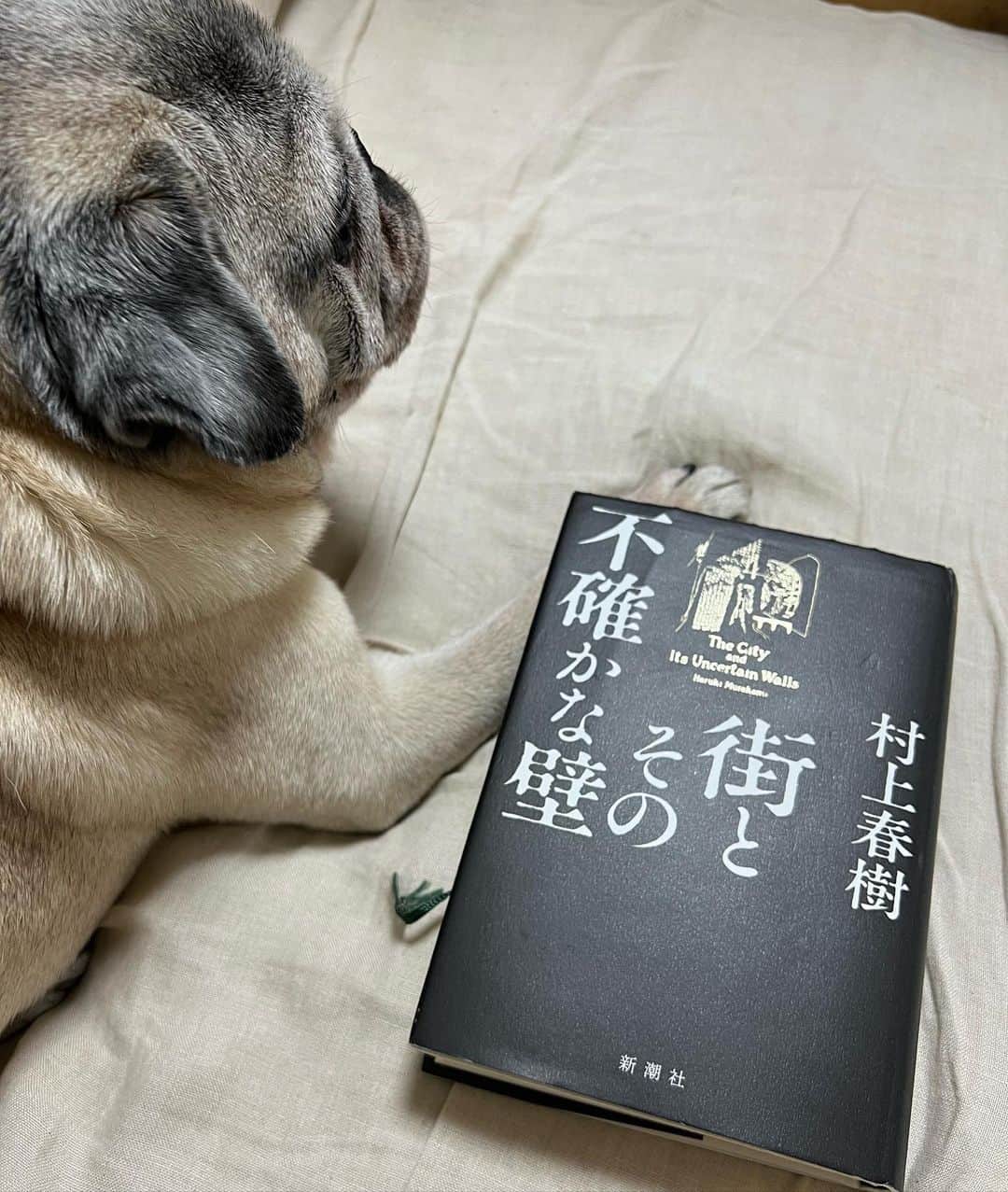 やついいちろうさんのインスタグラム写真 - (やついいちろうInstagram)「今日のこぶしと私  読み終えた  #pug #pugs #puglife #puglove #パグ #パグスタグラム #うちの犬がおじいちゃんになっちゃった」5月24日 23時37分 - yatsuiichiro