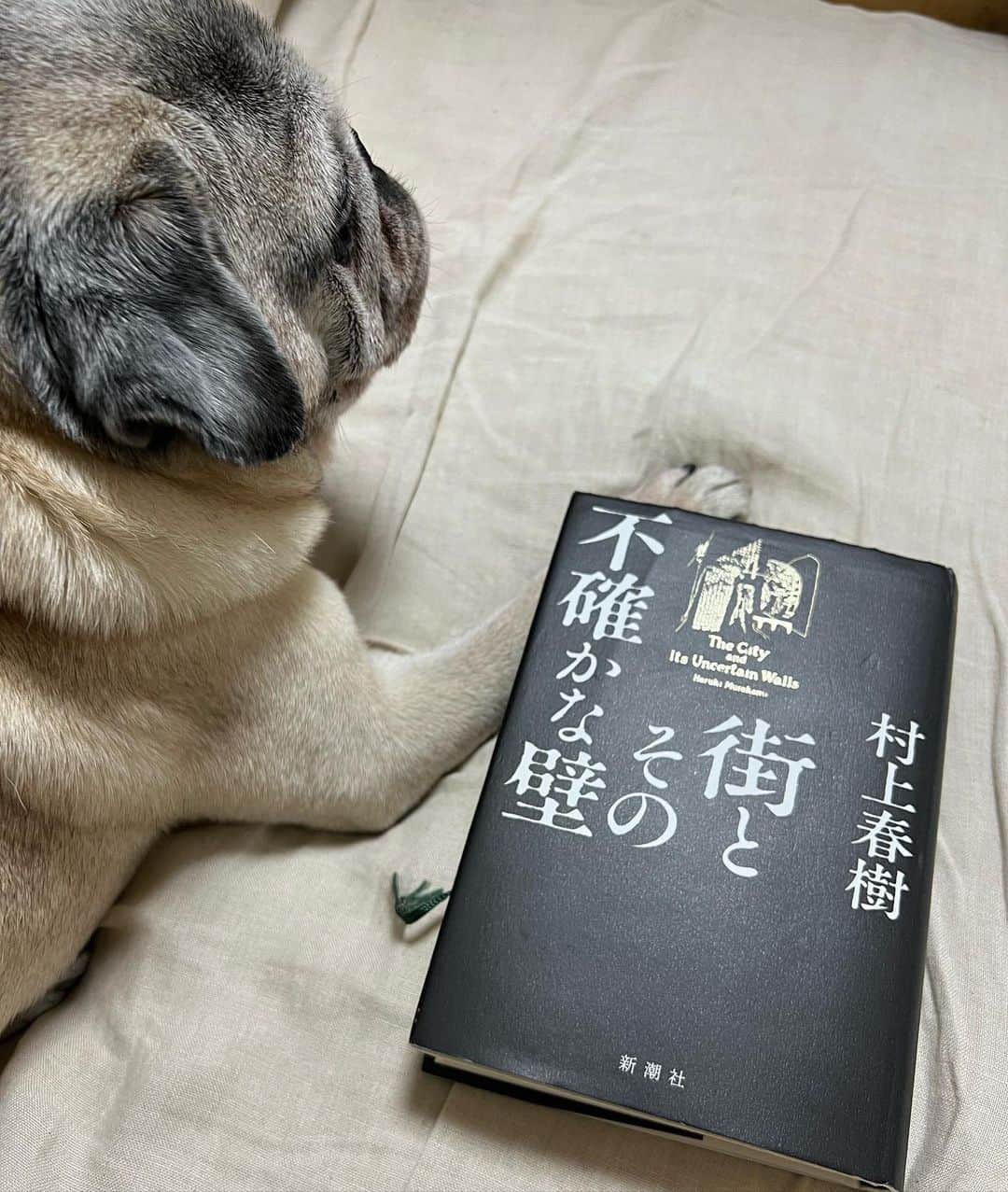 のインスタグラム：「今日のこぶしと私  読み終えた  #pug #pugs #puglife #puglove #パグ #パグスタグラム #うちの犬がおじいちゃんになっちゃった」