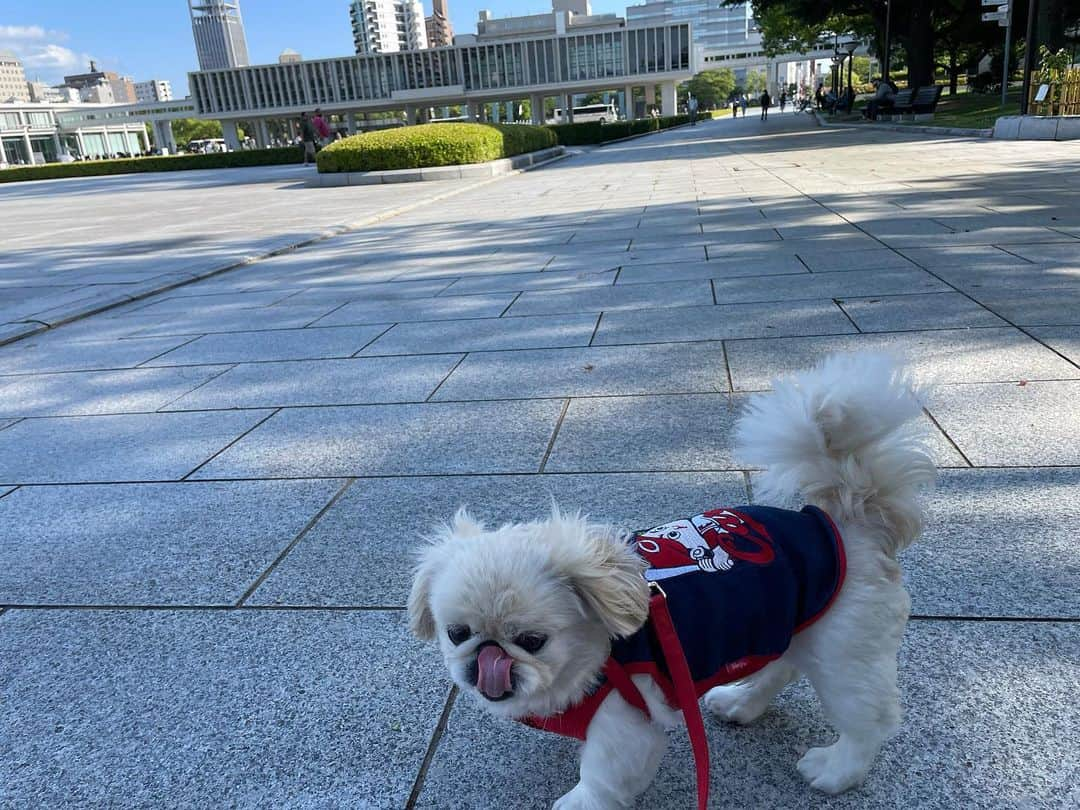 有田優理香さんのインスタグラム写真 - (有田優理香Instagram)「🌸  休日だった一昨日は ぺいちゃんとのんびり平和公園をお散歩🐾  各国首脳を華やかに出迎えたG7モニュメント💐 撤去が1日延期されたおかげで撮影できました✌️📸  サミット期間中は立ち入りが制限されていましたが、 解除されてからは日常の風景が戻っていましたよ☀️  私と同じように犬の散歩をする人、 G7で首脳たちが植えた被爆桜二世を 写真におさめる人の姿も☺️  そして海外の方も多い印象を受けました！ カープコーデのぺいちゃんをみて「Hiroshima carp, cool」って声をかけられました🤩 スナク首相のカープ靴下効果もあるのかなあ〜🤔 とにかくcoolだぜぺいちゃん🐶  #g7 #g7広島サミット #g7モニュメント #平和公園 #被爆桜  #pekingese #ペキニーズ #アナウンサー #休日」5月25日 8時00分 - yurikaa0624