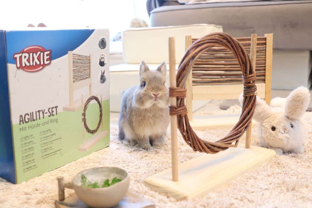 yun.ゆんのインスタグラム：「sugar.🫧　 輪っかに釘付けのシュガちゃん。。笑🦵✨  シュガーのお誕生日プレゼントだった、アジリティセットです。🎵  @allforwan_shop_official   面白いもの見つけた！！ と去年のクリスマスプレゼントに、、と思ってたんだけどそれどころではなく、1番使ってくれそうなシュガーの一歳のプレゼントになりました。🎁  輪くぐりしてほしいなぁ、、と思ったのに、 スリスリスリ…。😂  最後の動画が奇跡の一回。👏  これから特訓しようね。👍✨  #うさぎのおもちゃ  #うさぎ#ウサギ#ネザーランドドワーフ#ZIP写真部#ふわもこ部#多頭飼い #rabbits#rabbitsofinstagram #rabbitstagram #petstagram #instapet#cutepetclub #instarabbit  #bunnylove #lapin #pecotv #WeeklyFluff #netherlanddwarf #ルピナスラビトリー #lupinus_rabbitry #シュガーくん」