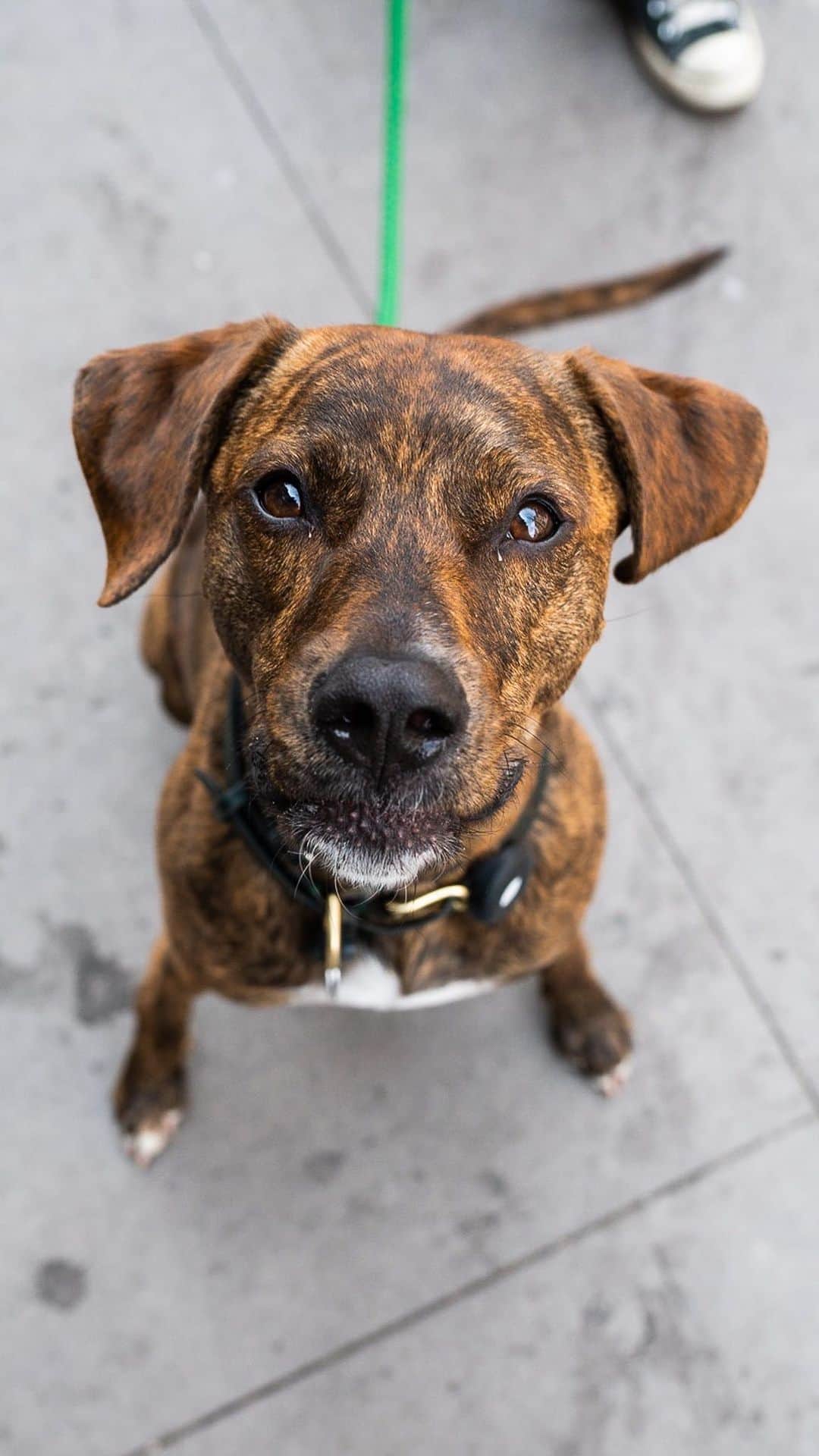 The Dogistのインスタグラム：「Billy, Labrador Retriever/Staffordshire Terrier mix (2 y/o), Great Jones & Lafayette St., New York, NY • “Billy’s obsessed with the fire station. They give him treats – I’m pretty sure he would live with them. He’s a foster fail from @socialteesnyc. He was my fifth foster with them; I’d always gotten older dogs or dogs with a bad history, and I was like, ‘don’t ever give me a puppy!’ When I showed up he was 12 weeks old, and I was done. I thought about making him an Instagram because mine is just all him – the people I work with are like, ‘why do you only post your dog?’ And I’m like, ‘he’s the only interesting thing!’”  What percentage of your Instagram is of your dog?」