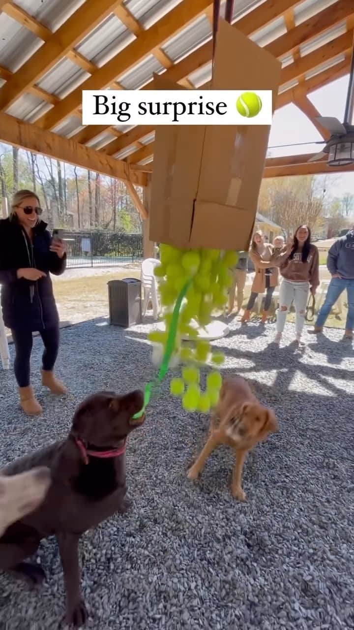 World of Labradors!のインスタグラム：「Tennis ball madness unleashed! 🪅🎾 #PuppyPiñata - @mr.chocolate.moose」