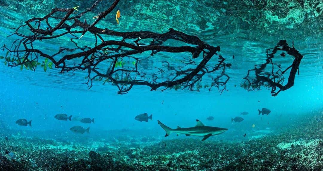 Thomas Peschakのインスタグラム：「Aldabra's mangrove forests serve as nursery habitats and refuges for juvenile marine life. That also makes them rich hunting grounds for larger denizens of the lagoon, including blacktip reef sharks that swim in and out of the submerged trees. The tides racing in and out of the mangroves twice a day turn the channels into raging white-water rivers and time for underwater photography is very limited. An image like this can really only be made during 30 minute windows a few times every month. My work at remote and challenging locations such as Aldabra required many months of extensive pre-planning, otherwise many of my best photographs from this story would have never been created, remaining tantalizingly just out of reach.  Shot on assignment for @natgeo magazine for the story “Return to the Seychelles”.」