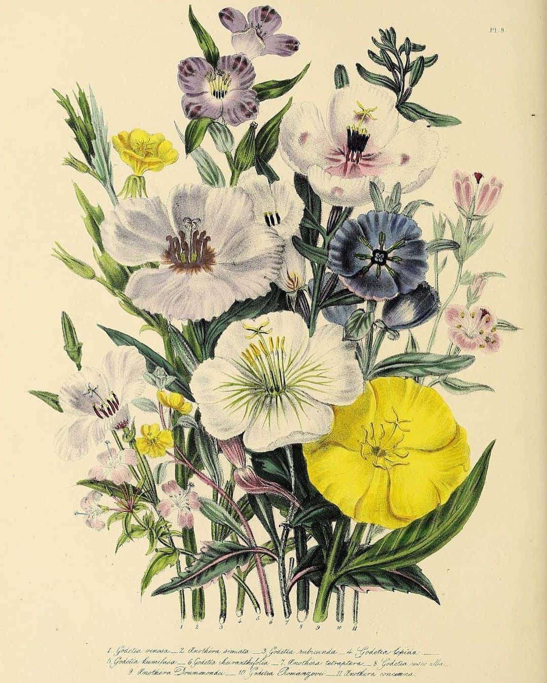 のインスタグラム：「When Jane C. Webb Loudon became interested in botany in the 1830s, gardening manuals were highly technical and intended for people already in the field.  The British writer, who had already penned a science fiction novel as a teenager, wanted to change that.  Loudon worked to write books that made horticulture and gardening understandable and accessible—something women could pursue as a hobby. She was also a self-taught artist and became a respected botanical illustrator.  People bought thousands of copies of her books, which included “The ladies' flower-garden of ornamental annuals” (where this illustration is from in our @silibraries) and the four-volume “The Ladies' Flower-Garden.”」