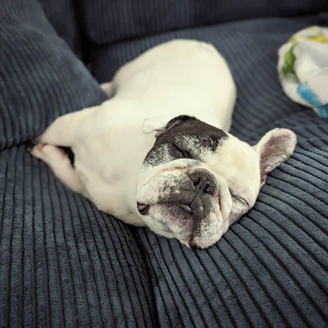Manny The Frenchieのインスタグラム：「I'm really good at sleeping 😴 #humpday」