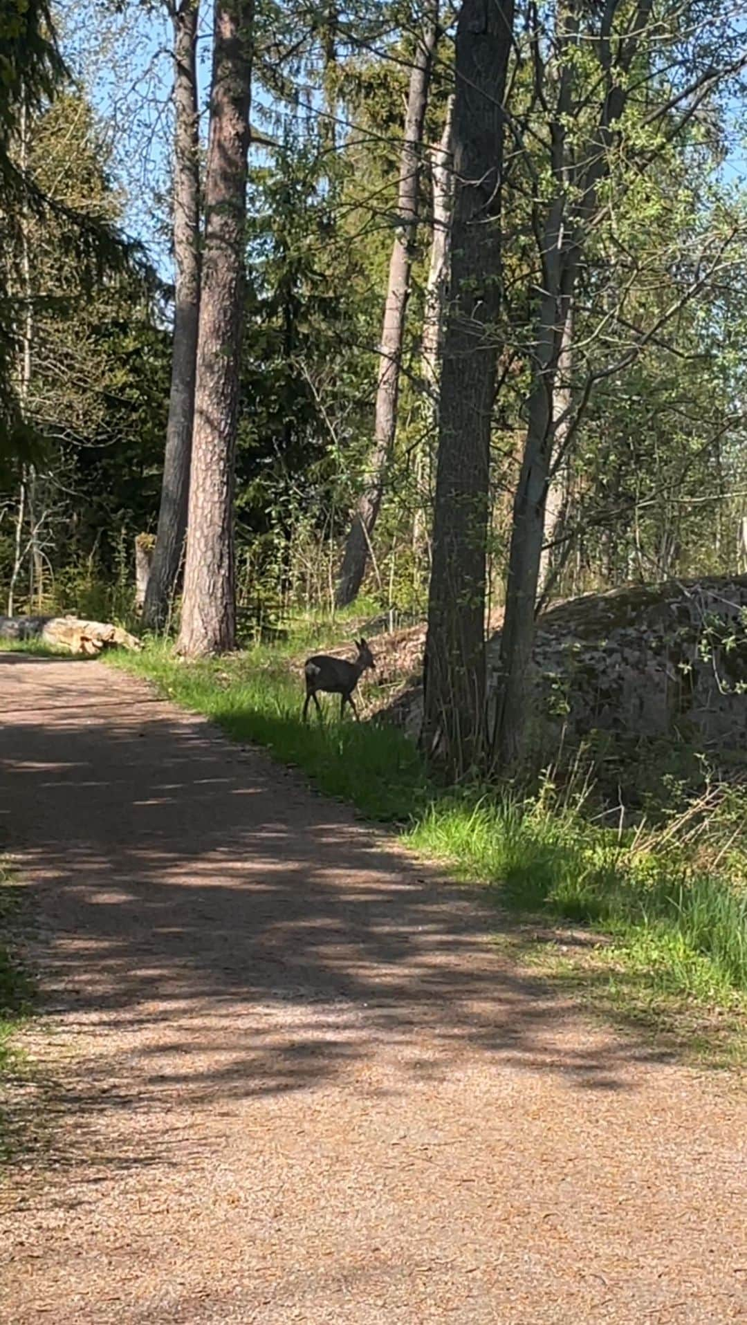 ラウラ・レピストのインスタグラム：「Täällä tuoksuu jumalaiselta, näyttää taivaalliselta, ja kuulostaa maailman parhaalta.🫶🏼🌿🍃 Nautitaan joka solulla.💚  Nää on taas niin näitä aivojenhämäyshommia, mun lempipuuhaa.😂 Jos päivä on syystä tai toisesta nihkeä niin tän kaiken aistimisella ja hengittämisellä ja itselleen jankkaamisella saa ihmeitä aikaan. Ja aamulla jos ’vedät tätä’ niin ei tuu muuten päivästä nihkeä.🙏🏼  #kesäkesäkesä #kesäbest #soulfood #visitfinland #helsinki #lauttasaari」