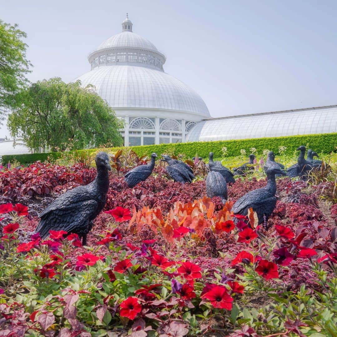 ニューヨーク植物園のインスタグラム：「The vultures have landed… and here’s a sneak peek at just a few of the many visitors making themselves at home ahead of the public opening of Ebony G. Patterson’s long-awaited NYBG debut, “…things come to thrive…in the shedding…in the molting…”—kicking off this Saturday, May 27.    Join us for the exciting first weekend of this major site-specific exhibition to explore provocative garden-inspired installations and exotic flora—from a monumental peacock sculpture to swarms of these glitter-encrusted scavengers—in works that examine the secrets to be found buried just beneath the garden as you know it.   We’ll be open through Monday for a long weekend in celebration of this captivating moment in NYBG’s history by one of the most exciting contemporary artists of our time. Hit the link in our bio to get your tickets and experience the show for yourself.   #EbonyGPatterson #EbonyGPattersonNYBG」