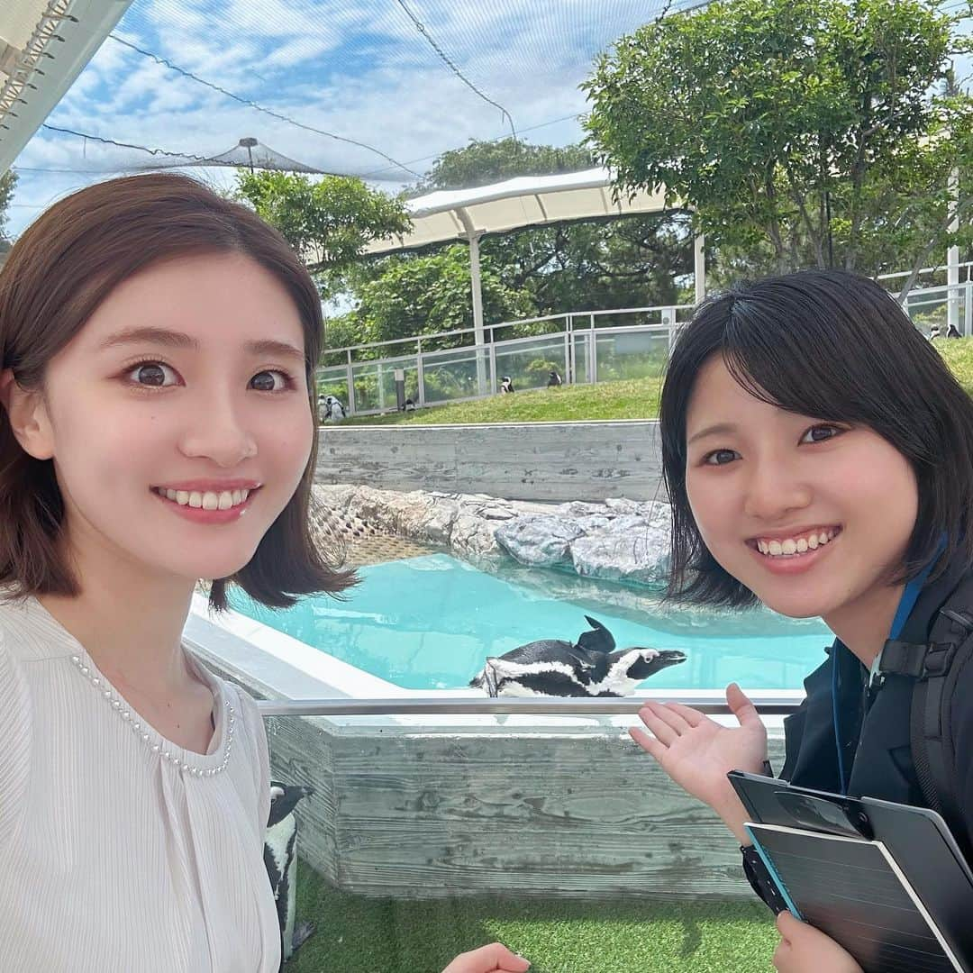 本田奈也花さんのインスタグラム写真 - (本田奈也花Instagram)「きょうはマリンワールド海の中道の取材でした💕 アシカのカズくんが21歳の誕生日を迎えたということで きょうは誕生日イベントの様子をお伝えします☺️ 是非きょうのタダイマ！もご覧下さい♪ そして、新人の奥田ちゃんも一緒でした〜！ ペンギンが寝ていて可愛かったです…💗 #マリンワールド#マリンワールド海の中道 #水族館#福岡#アナウンサー#本田奈也花#カリフォルニアアシカ#アシカ#タダイマ#ニュース」5月25日 15時22分 - nanaka_honda