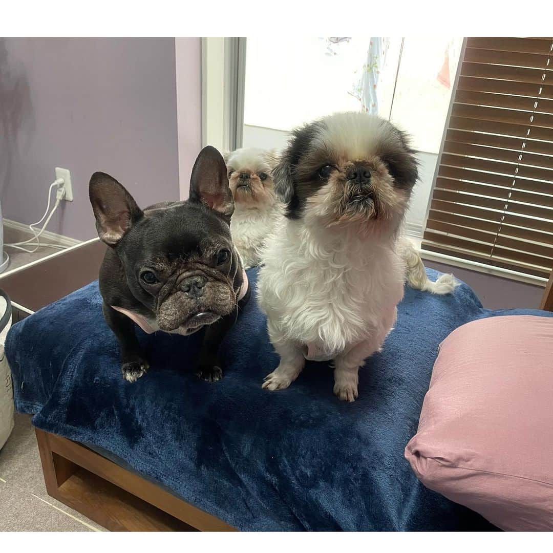 のインスタグラム：「化粧中の私を見てるさんびき   #frenchbulldog  #shihtzu  #フレンチブルドッグ #シーズー #おいもちゃん #こんぶちゃん #たらこちゃん」