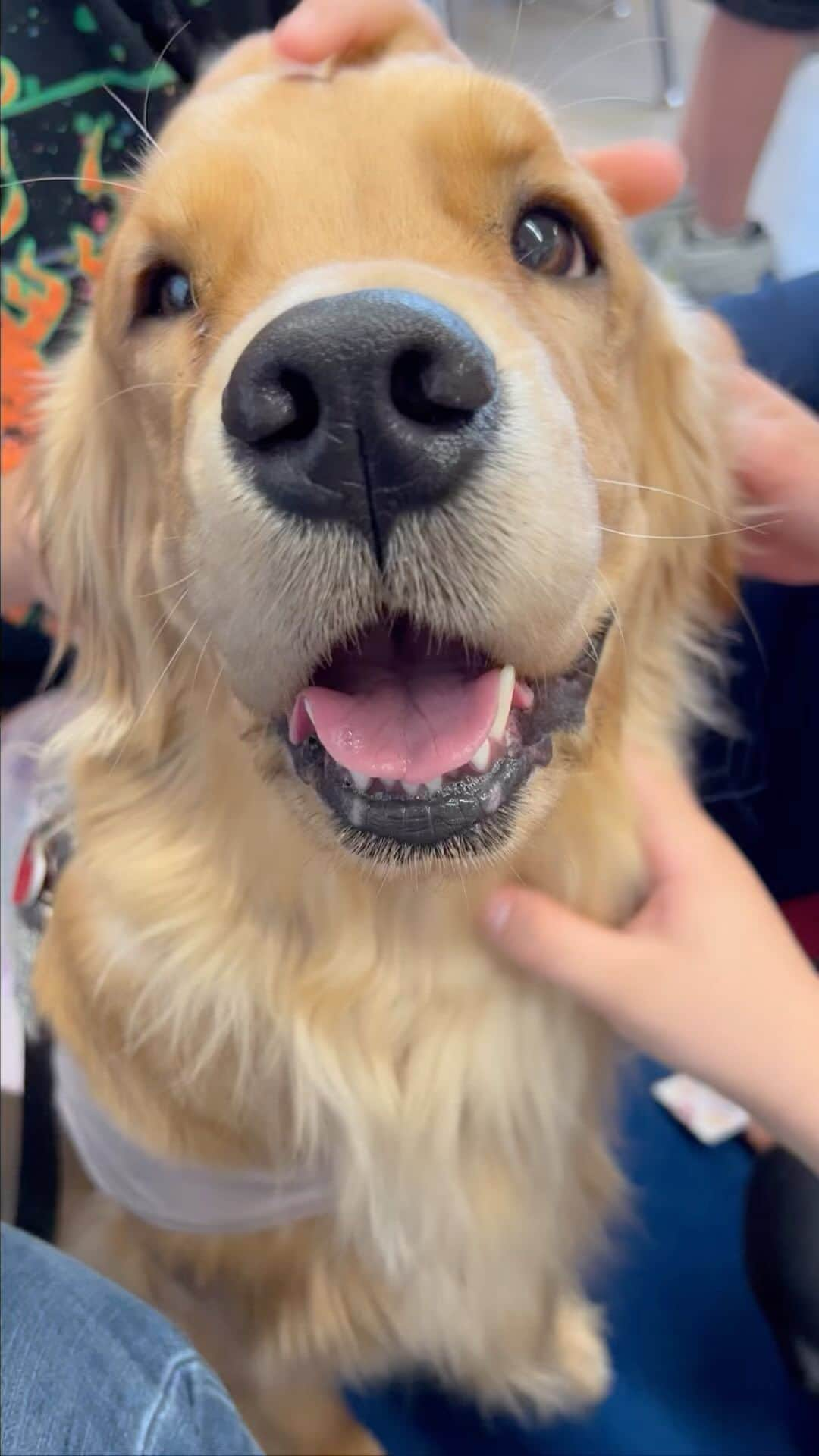 モヒートのインスタグラム：「And this is why she’s a great therapy dog 😂😂 there’s no such thing as TOO MUCH attention for this little girl 💜 @allianceoftherapydogs #therapydog #cutedog #goldenretriever #happydog #dogtraining」