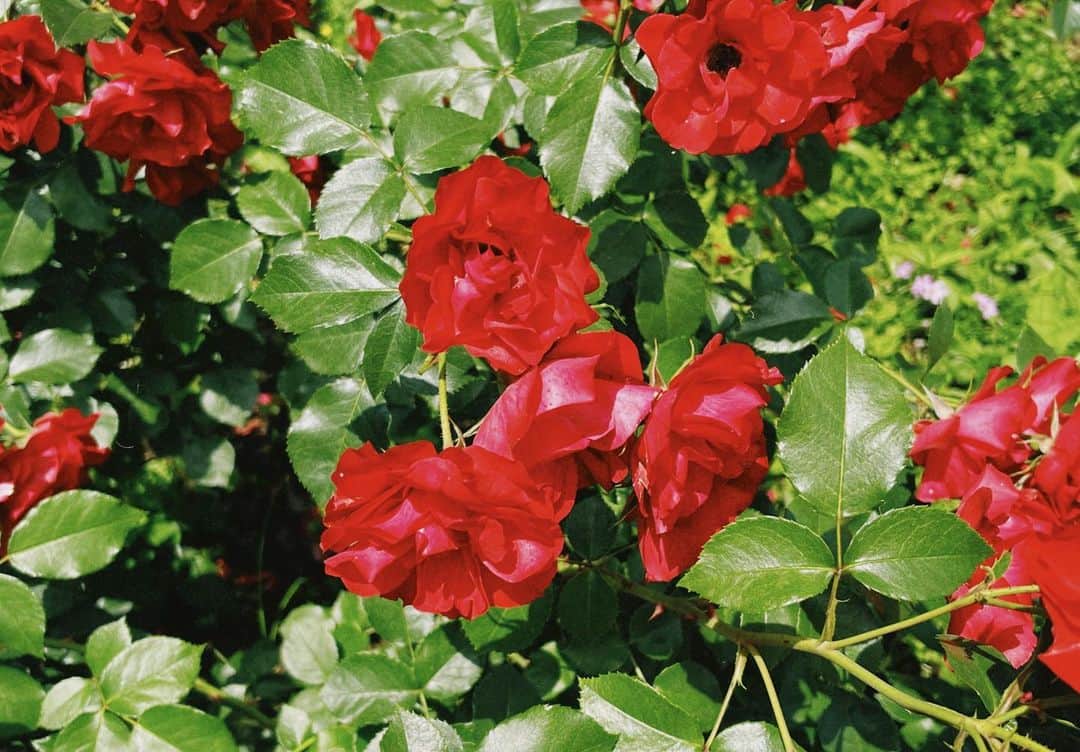 まりゑさんのインスタグラム写真 - (まりゑInstagram)「色があってもなくても綺麗よ、あなたたち💐  #photo #photography #flowers #monochromatic #colorful #rose」5月25日 14時09分 - manmarumarie