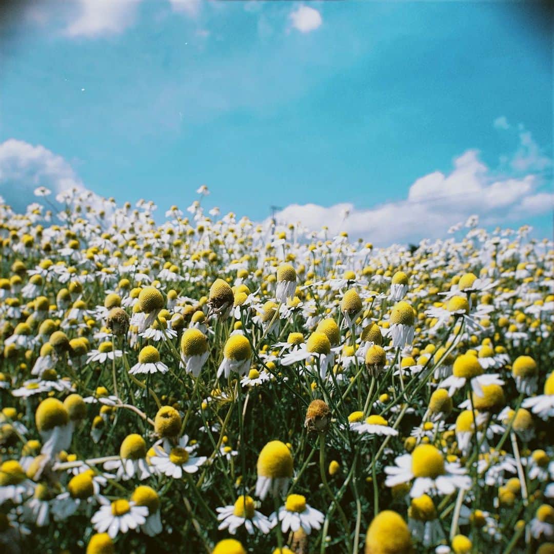 護あさなさんのインスタグラム写真 - (護あさなInstagram)「. 🌼🌷🪻🌹🌺」5月25日 14時13分 - mamoruasana0504