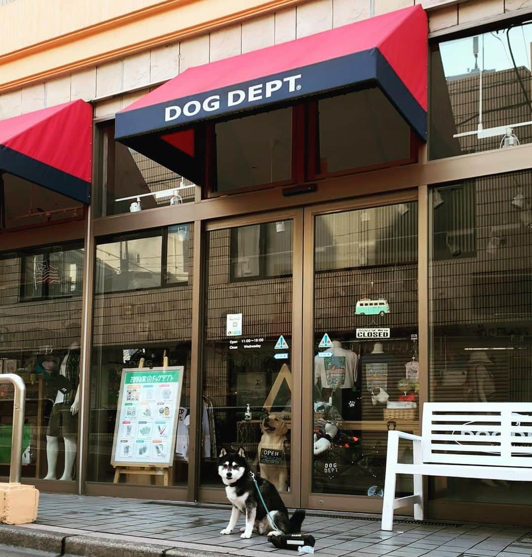 くろさんのインスタグラム写真 - (くろInstagram)「G☺︎☺︎d m☺︎rning DOG DEPT🐾  #朝んぽ #勝手に看板犬 #DOGDEPT #ドッグデプト #DOGDEPT自由が丘 #ドッグデプト自由が丘 #DOGDEPT自由が丘MAST店 #ドッグデプト自由が丘MAST店 #自由が丘犬 #奥沢犬 #柴犬 #黒柴 #黑柴 #柴犬のいる暮らし #黒柴のいる暮らし #jiyugaokadoglife #jiyugaokadog #okusawadog #kuroshiba #blackshiba #shibainu #shibadog #shibastagram #dogstagram #instadog」5月25日 6時26分 - m6bmw