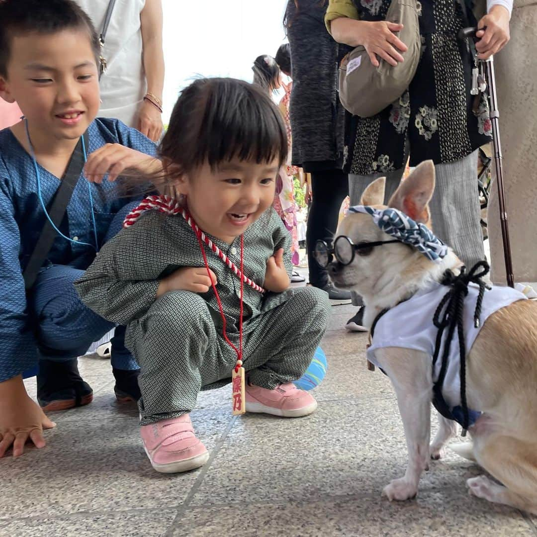 紋次郎さんのインスタグラム写真 - (紋次郎Instagram)「祭りなお子達 2023 可愛いしかない🥰👍  #dog#dogstagram#instadog#chihuahua#barkbox#mydogiscutest#buzzfeed#dog_features#fluffypack#barkpack#dogsofinstagram#犬#チワワ#手作り#handmade#着物#fashion#紋次郎一家#チーム茶#ふわもこ部#igersjp#peco犬部#dogfashion #whisky#三社祭 #神田祭」5月25日 7時27分 - montjiro