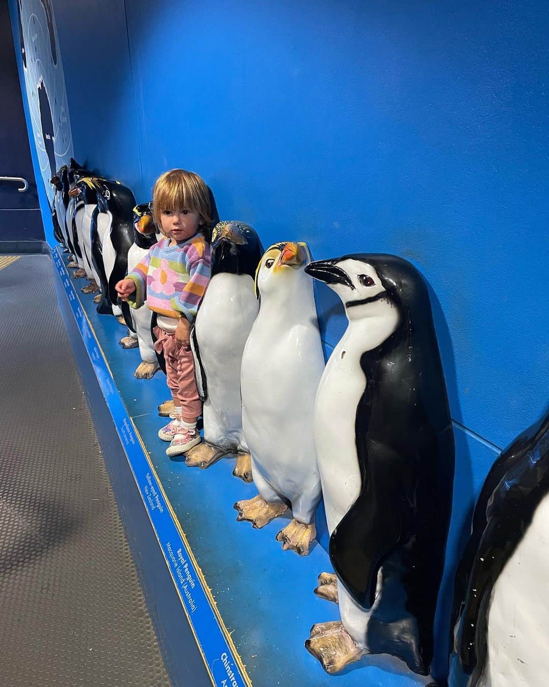 コロヘ・アンディーノのインスタグラム：「Thank you to everyone around Australia for being so gracious to my family and me. It truly was one for the books that i will cherish for a long time. With love and gratitude, thanks Australia. 🇺🇸 🇦🇺 ❤️ ✌🏻」