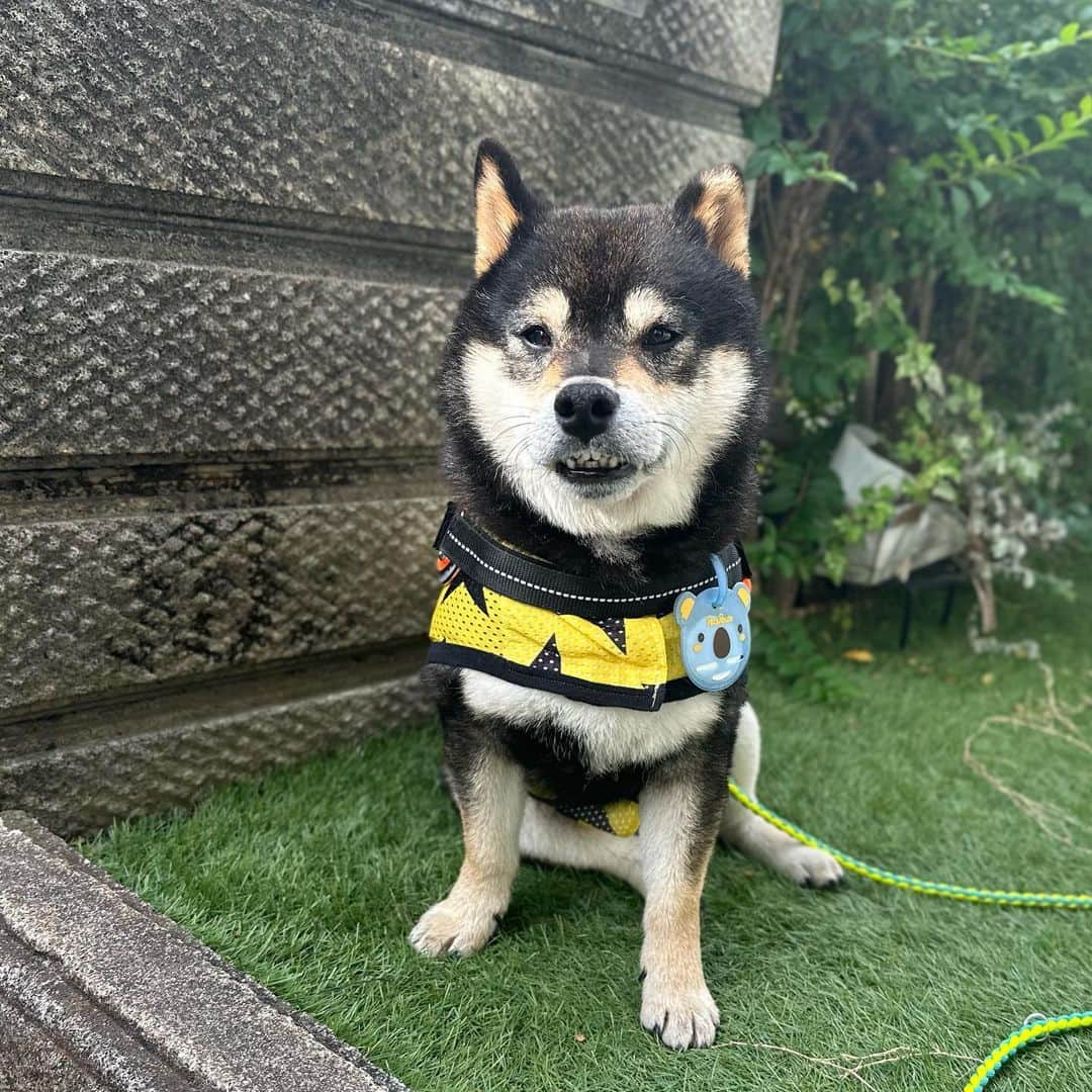 BlackRed shibasのインスタグラム：「Good morning. おはようございます。  やまと 元気にしております。😊 . . .  #2023yamato #柴犬 #shiba #shibainu #dog #rescuedog #rupinasu卒業犬 #rupinasu  #黒柴犬 #cute #元保護犬 #rescuedogs #japan #japandog #元保護犬今は過保護 #lovely #cute #cutestdog #awesomeanimals #mrdog #dogofthaday」