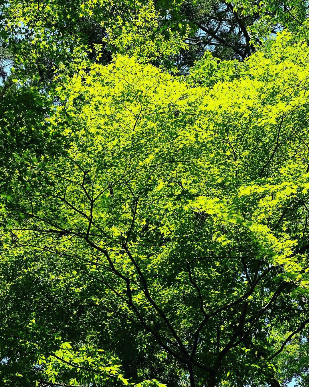 谷川じゅんじさんのインスタグラム写真 - (谷川じゅんじInstagram)「Sprouting green. 萌える緑、湧き上がる清水。春真っ盛りの禅の里。永平寺の春はどこを見ても目に優しい。清々しいってこれなのね。 #eiheiji #zen #goodvibesonly #goodneighbors #thisisjapan」5月25日 9時09分 - junjitanigawa