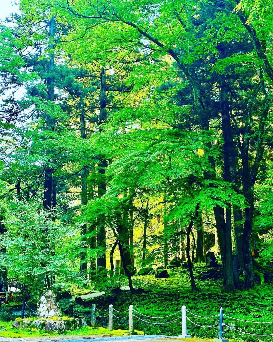 谷川じゅんじさんのインスタグラム写真 - (谷川じゅんじInstagram)「Sprouting green. 萌える緑、湧き上がる清水。春真っ盛りの禅の里。永平寺の春はどこを見ても目に優しい。清々しいってこれなのね。 #eiheiji #zen #goodvibesonly #goodneighbors #thisisjapan」5月25日 9時09分 - junjitanigawa