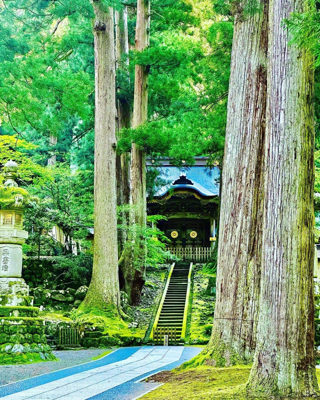 谷川じゅんじさんのインスタグラム写真 - (谷川じゅんじInstagram)「Sprouting green. 萌える緑、湧き上がる清水。春真っ盛りの禅の里。永平寺の春はどこを見ても目に優しい。清々しいってこれなのね。 #eiheiji #zen #goodvibesonly #goodneighbors #thisisjapan」5月25日 9時09分 - junjitanigawa