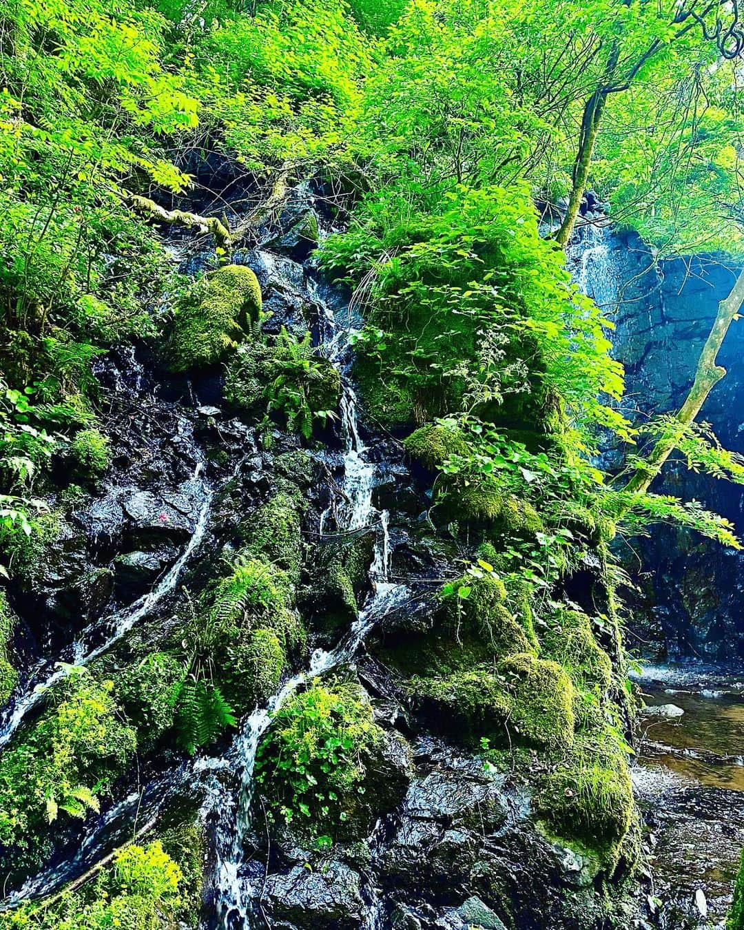 谷川じゅんじさんのインスタグラム写真 - (谷川じゅんじInstagram)「Sprouting green. 萌える緑、湧き上がる清水。春真っ盛りの禅の里。永平寺の春はどこを見ても目に優しい。清々しいってこれなのね。 #eiheiji #zen #goodvibesonly #goodneighbors #thisisjapan」5月25日 9時09分 - junjitanigawa