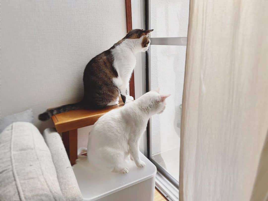 八、おこめさんのインスタグラム写真 - (八、おこめInstagram)「風を感じてる2人✨ ほんで日課のベランダに来るピチピチの観察。 サイドテーブルはピチピチ観察台になった。 穏やかな一日のスタート♩ #窓辺の猫 #八おこめ #ねこ部 #cat #ねこ #猫 #ネコ #八おこめ動く」5月25日 9時19分 - naomiuno