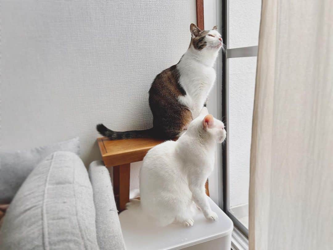 八、おこめさんのインスタグラム写真 - (八、おこめInstagram)「風を感じてる2人✨ ほんで日課のベランダに来るピチピチの観察。 サイドテーブルはピチピチ観察台になった。 穏やかな一日のスタート♩ #窓辺の猫 #八おこめ #ねこ部 #cat #ねこ #猫 #ネコ #八おこめ動く」5月25日 9時19分 - naomiuno