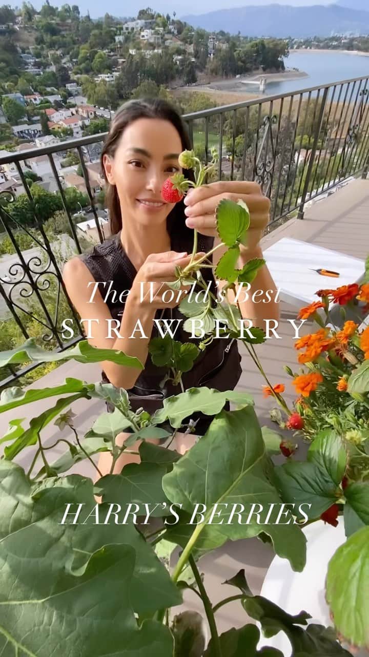 エイドリアン・ホーのインスタグラム：「The world’s best strawberry @harrysberries ❤️ 🍓 🙉」