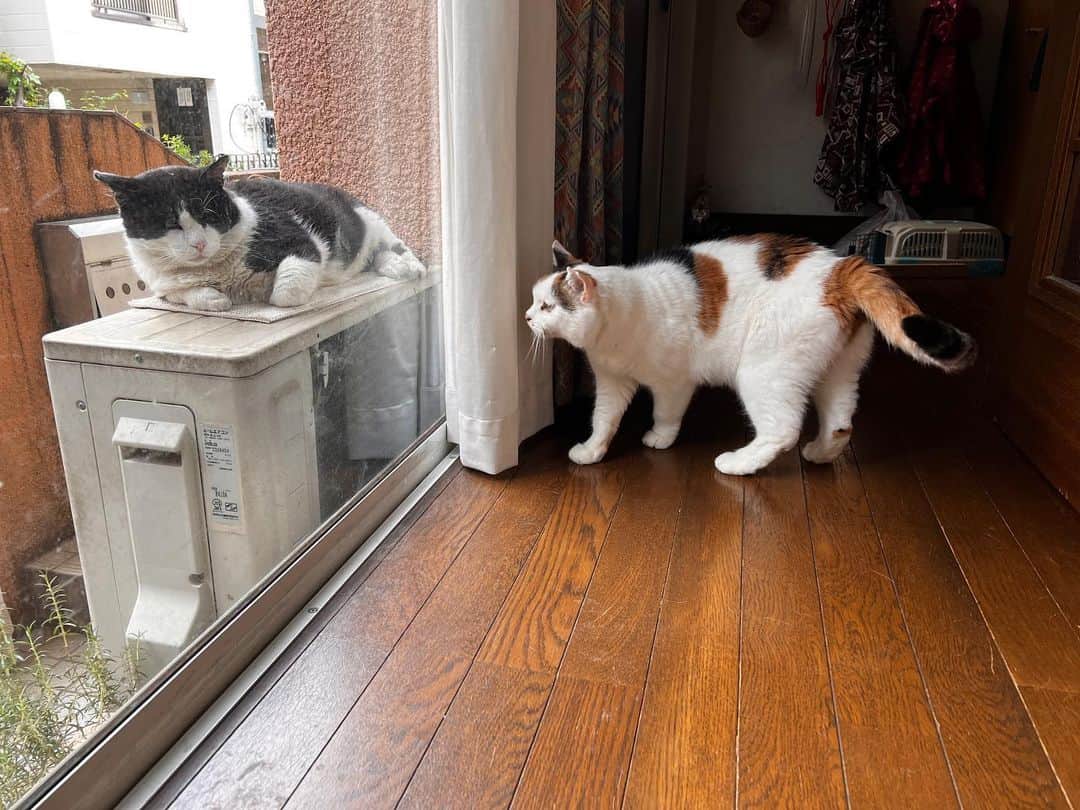 Kachimo Yoshimatsuのインスタグラム：「おはようイカスミ＆ミケ子 Good Morning Ikasumi & Mikeko  朝からミケ子が2階に居ない時は、イカスミがきてる可能性が高い｡ イカスミの前ですりすりするミケ子がかわいい😍  #うちの猫ら #猫 #ねこ #ニャンスタグラム #ikasumi #mikeko #にゃんすたぐらむ #ねこのきもち #cat #ネコ #catstagram #ネコ部 http://kachimo.exblog.jp」