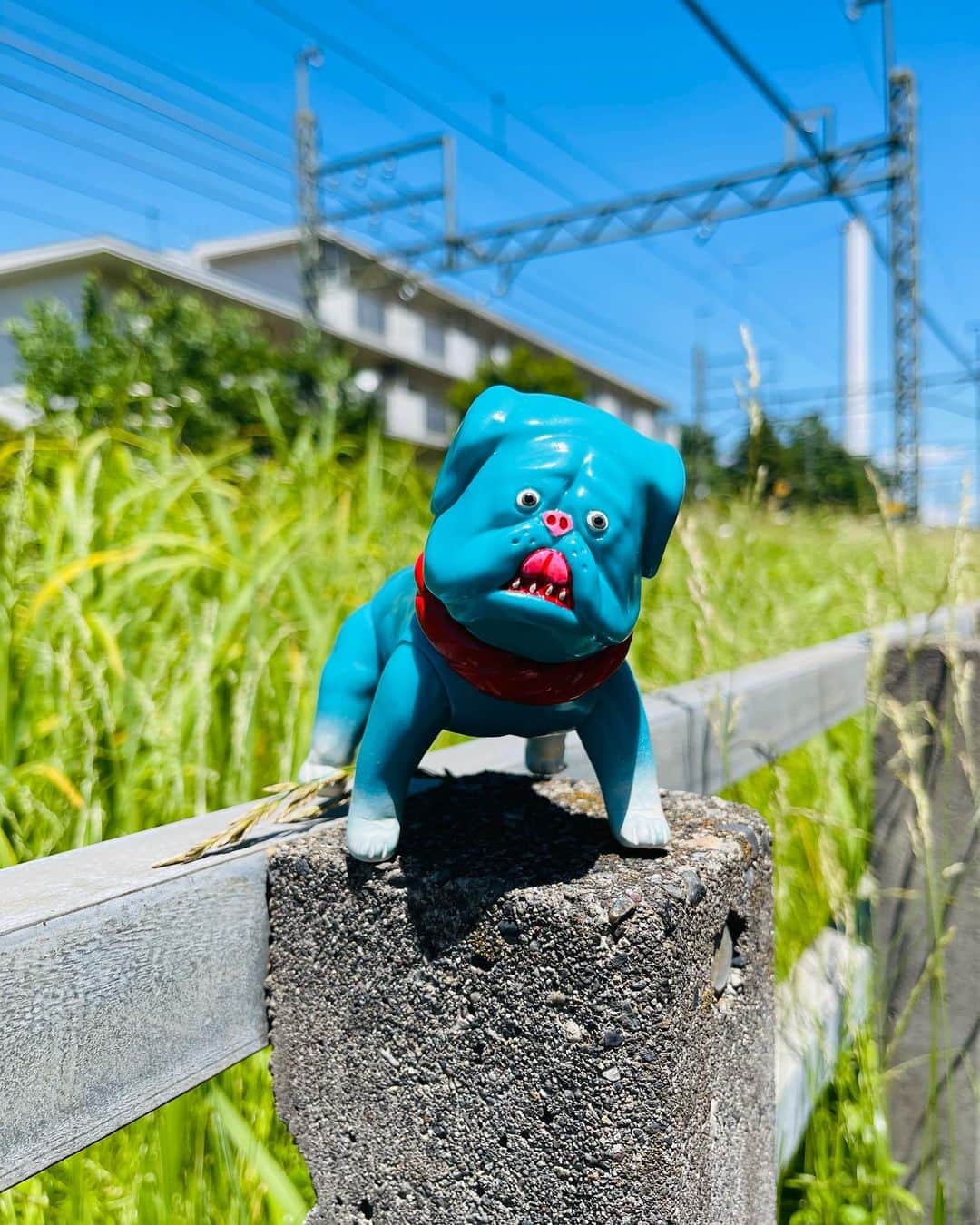 デハラユキノリのインスタグラム：「出来た！ドラちゃんカラー  #デハラユキノリ  #ドラちゃん #とさ犬太」