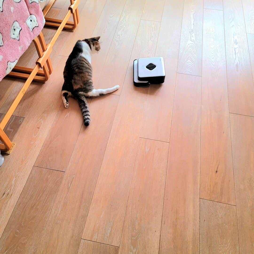 hoshino katsuraさんのインスタグラム写真 - (hoshino katsuraInstagram)「自動拭き掃除機にビビるチョロが撮りたかったのに、期待を裏切りなんの反応もしなくて、ただの引きの写真が撮れました。 ⁡⁡⁡⁡ ⁡ ⁡⁡#teko家卒猫 #下半身不随猫三太 #下半身不随猫チョロ #サンチョロ #哀れなリスナーにサンチョロの祝福を #下半身不随猫 #下半身不随猫と暮らす #圧迫排尿猫 #圧迫排尿  #cat #rescuecat #ねこ #保護猫 #負傷猫 #熊本市動物愛護センター出身 #teko家の犬猫たち#花の木シェルター」5月25日 10時50分 - katsura_5600